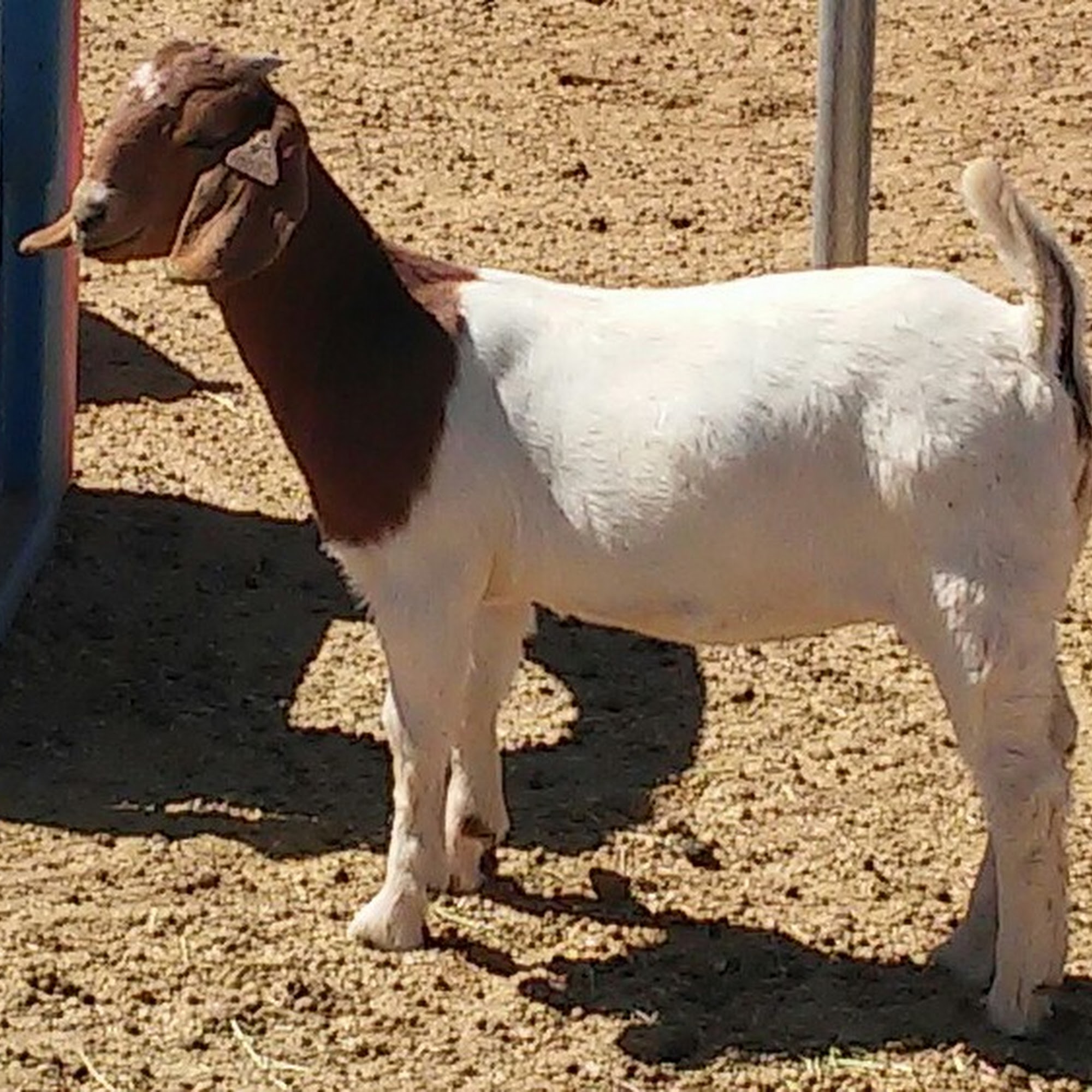 Sugar Hill Ranch Glendale