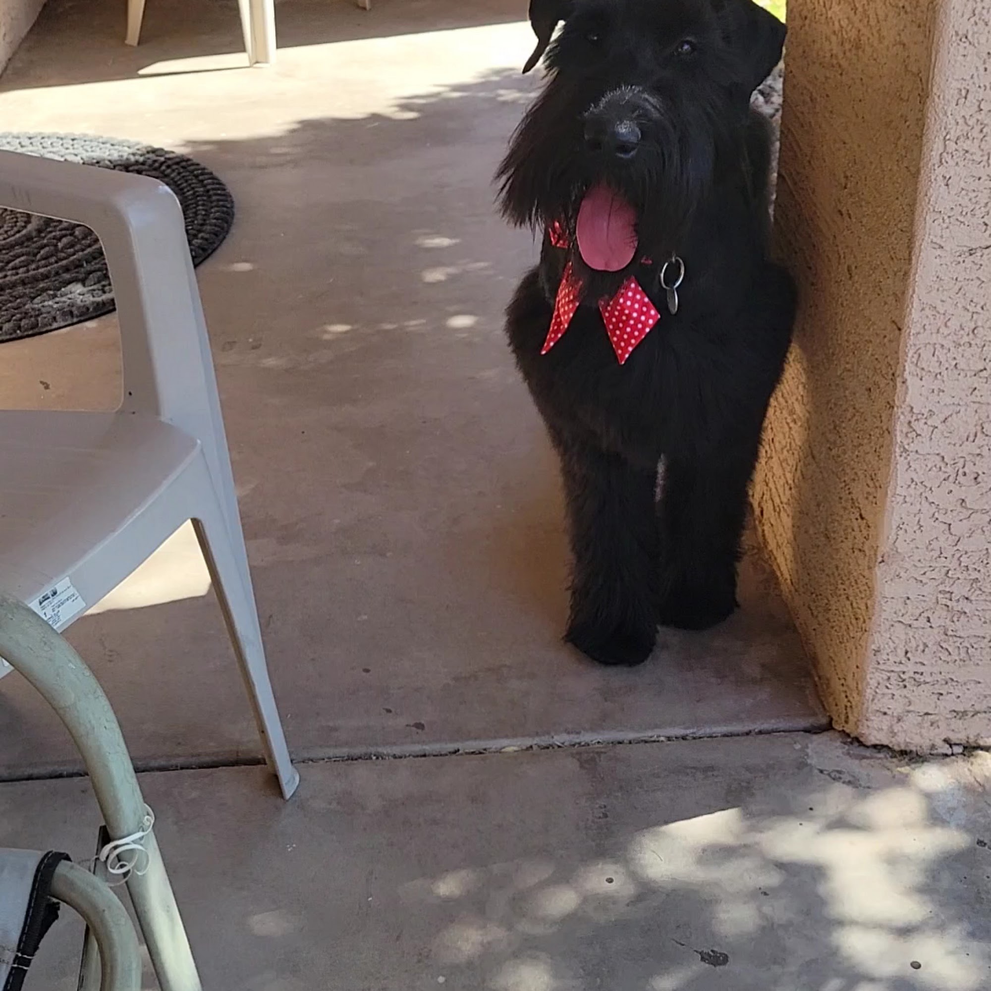 GroomXpress LLC Glendale