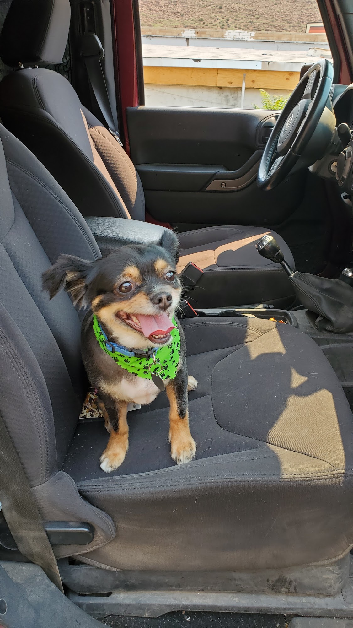 Animal Magnetism Globe