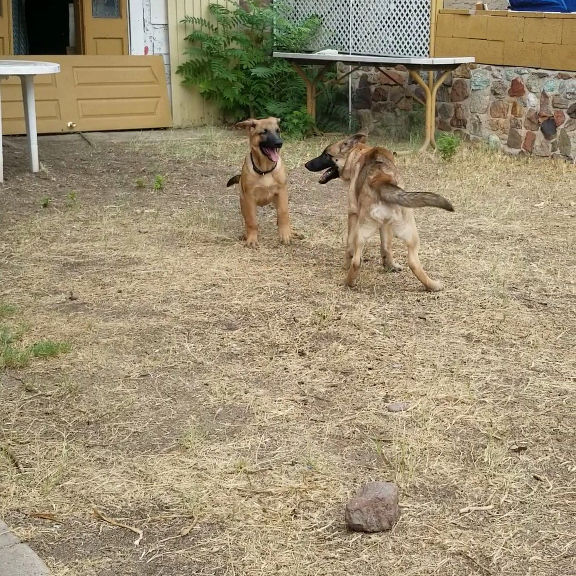 Samaritan Veterinary Center Globe