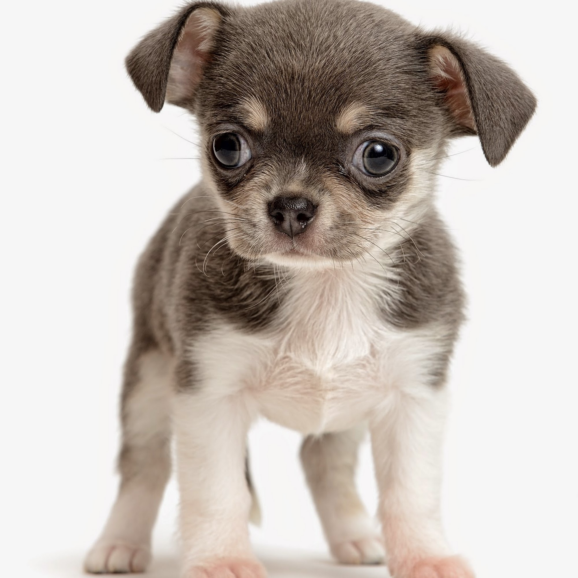 Companion Pet Clinic of Arizona Gold Canyon