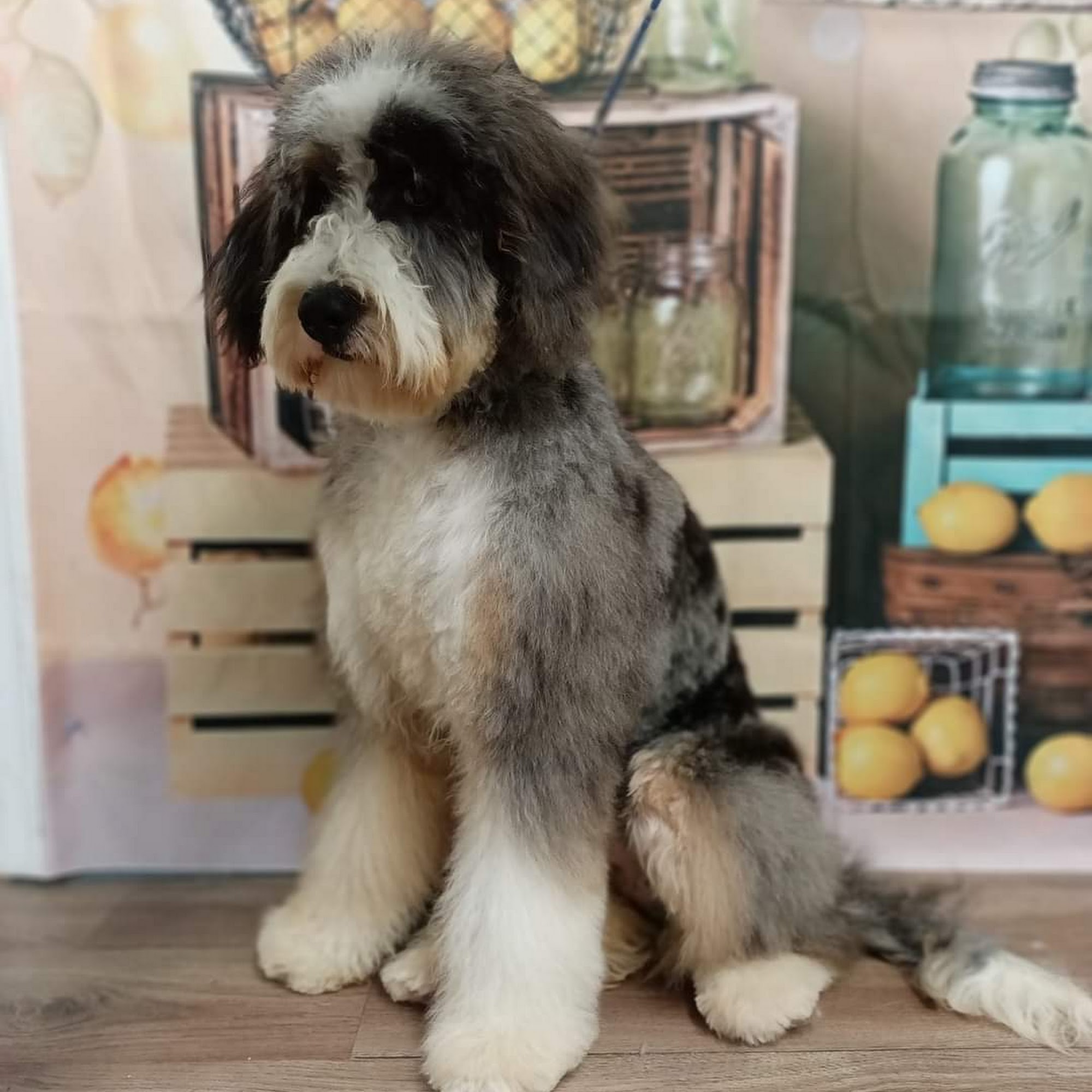 Pampered Pets Grooming Golden Valley