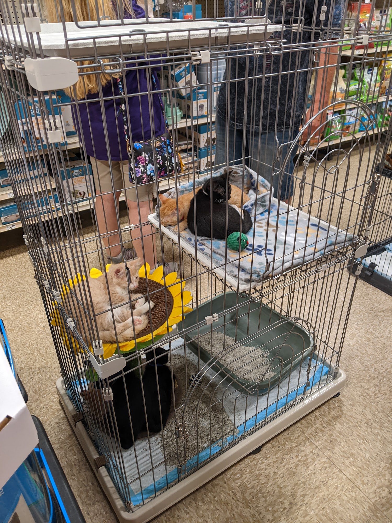 PetSmart Goodyear