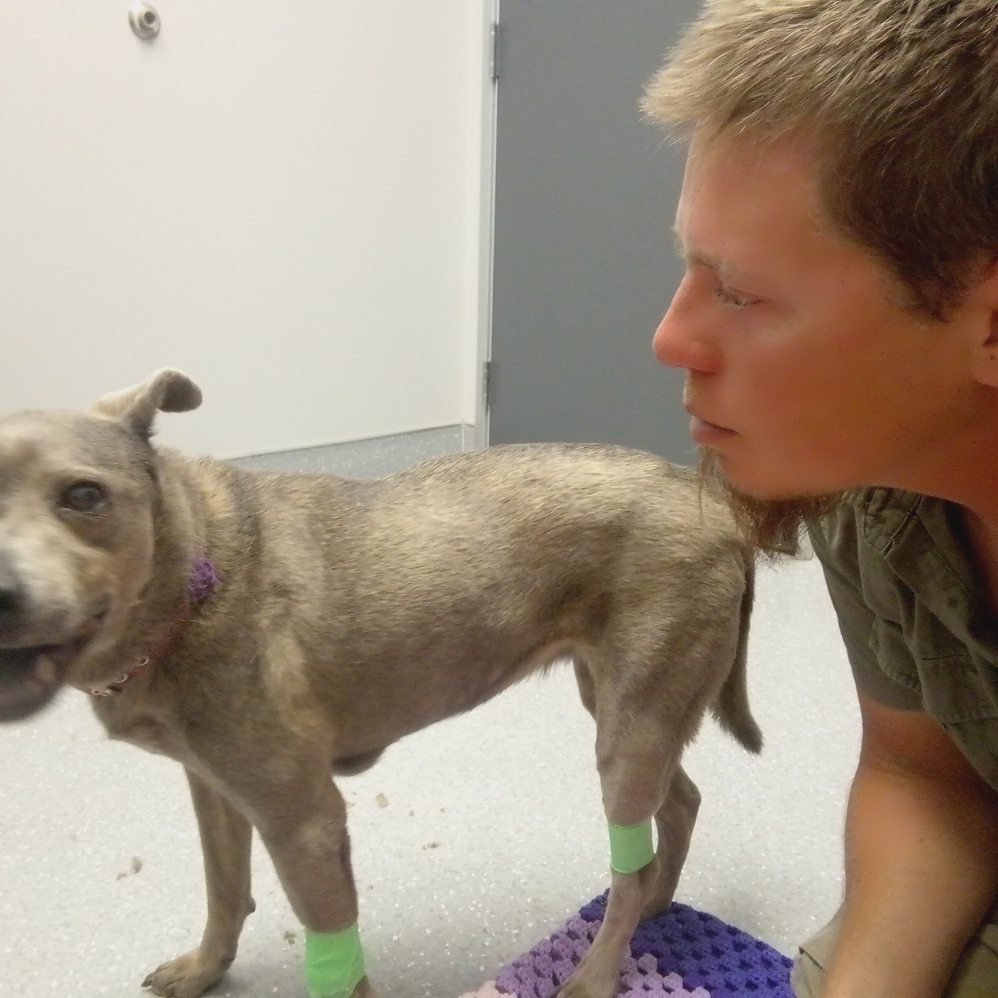 North Star Animal Hospital at Estrella, PLLC Goodyear