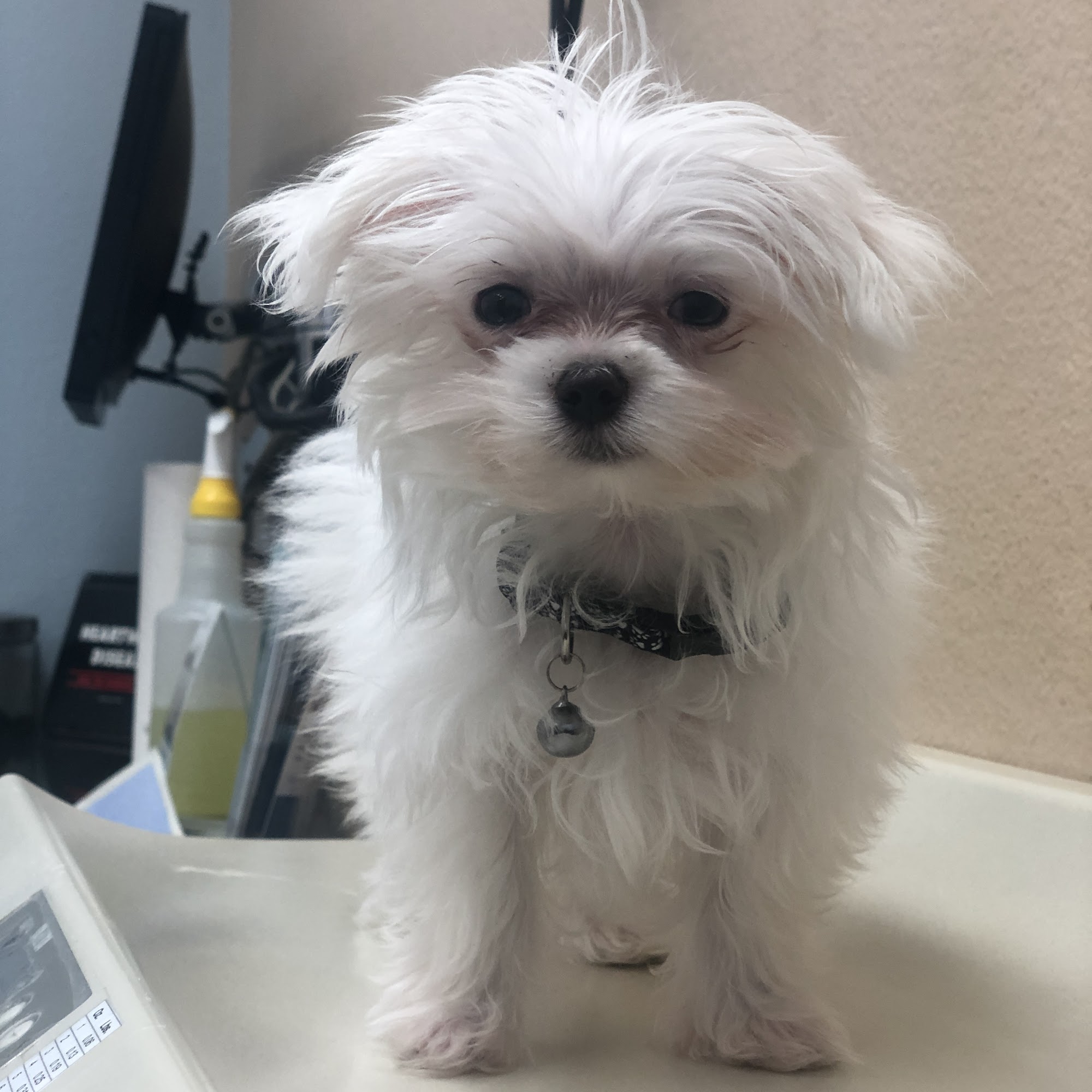 Agua Fria Animal Hospital Goodyear