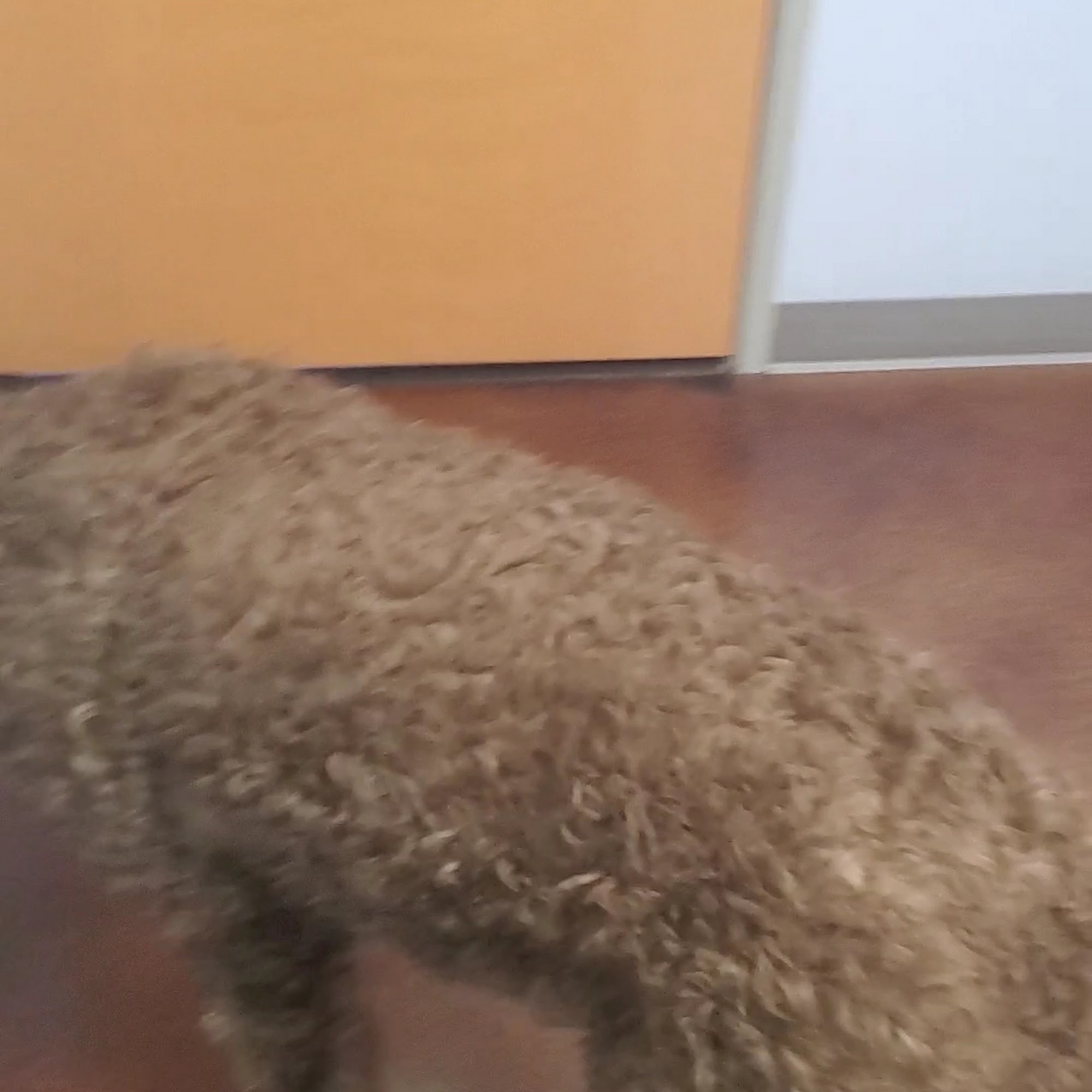 Palm Valley Animal Clinic Goodyear