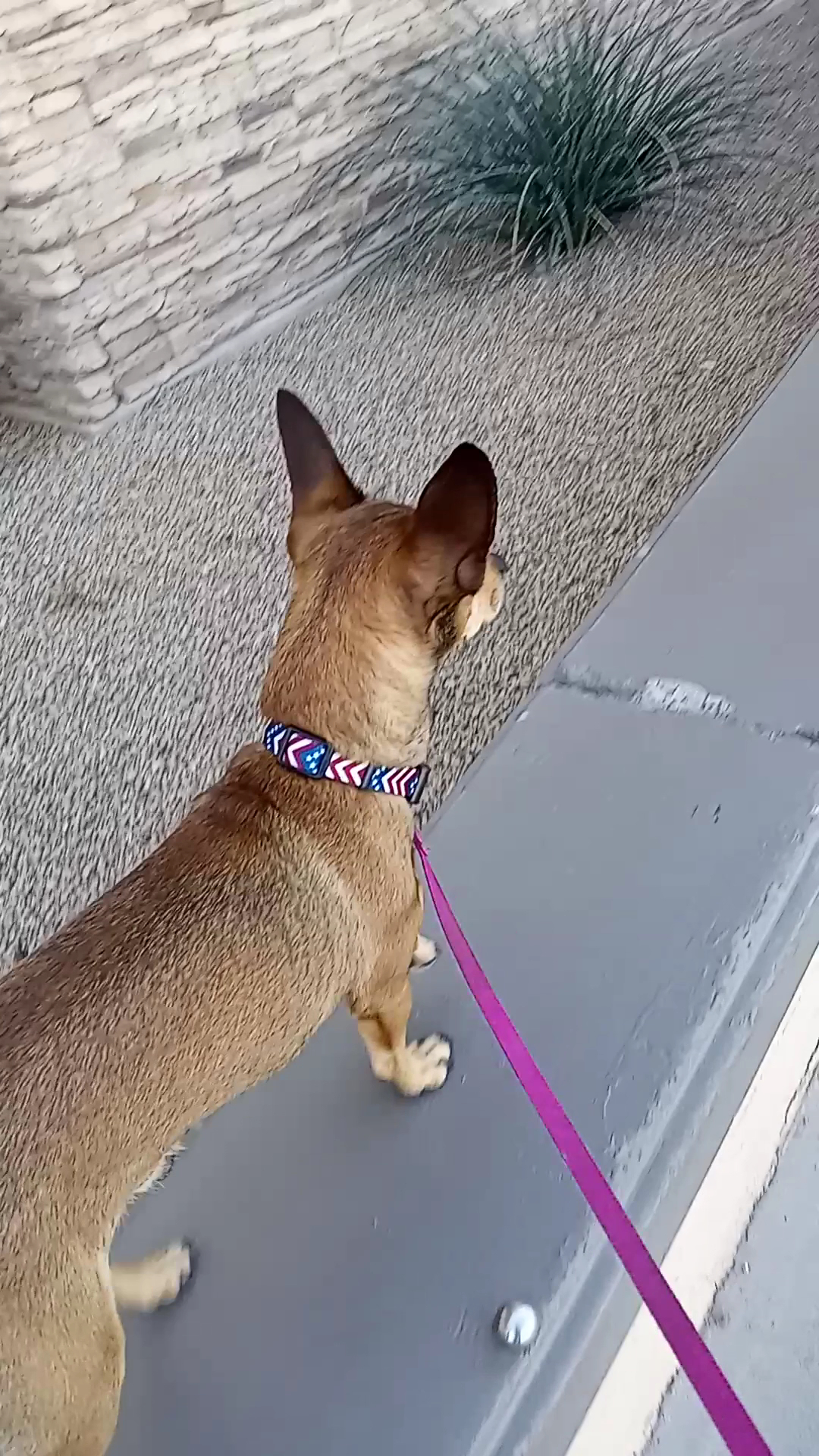 Starbucks in Target Menu