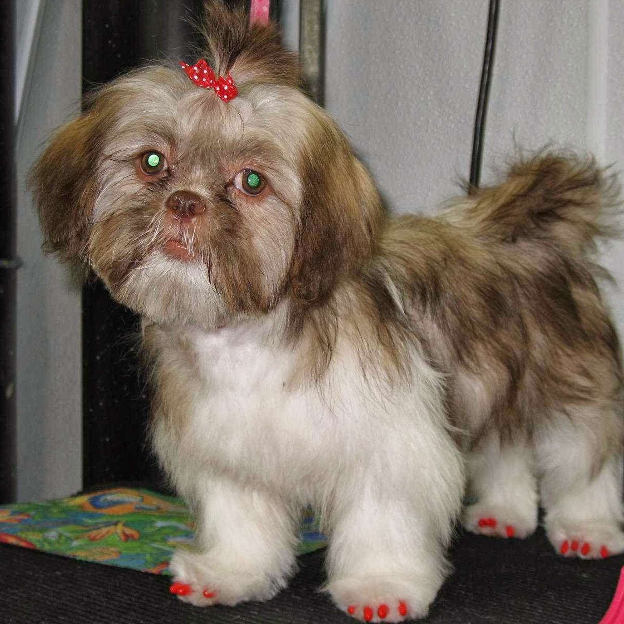 SEE SPOT CLEAN Goodyear