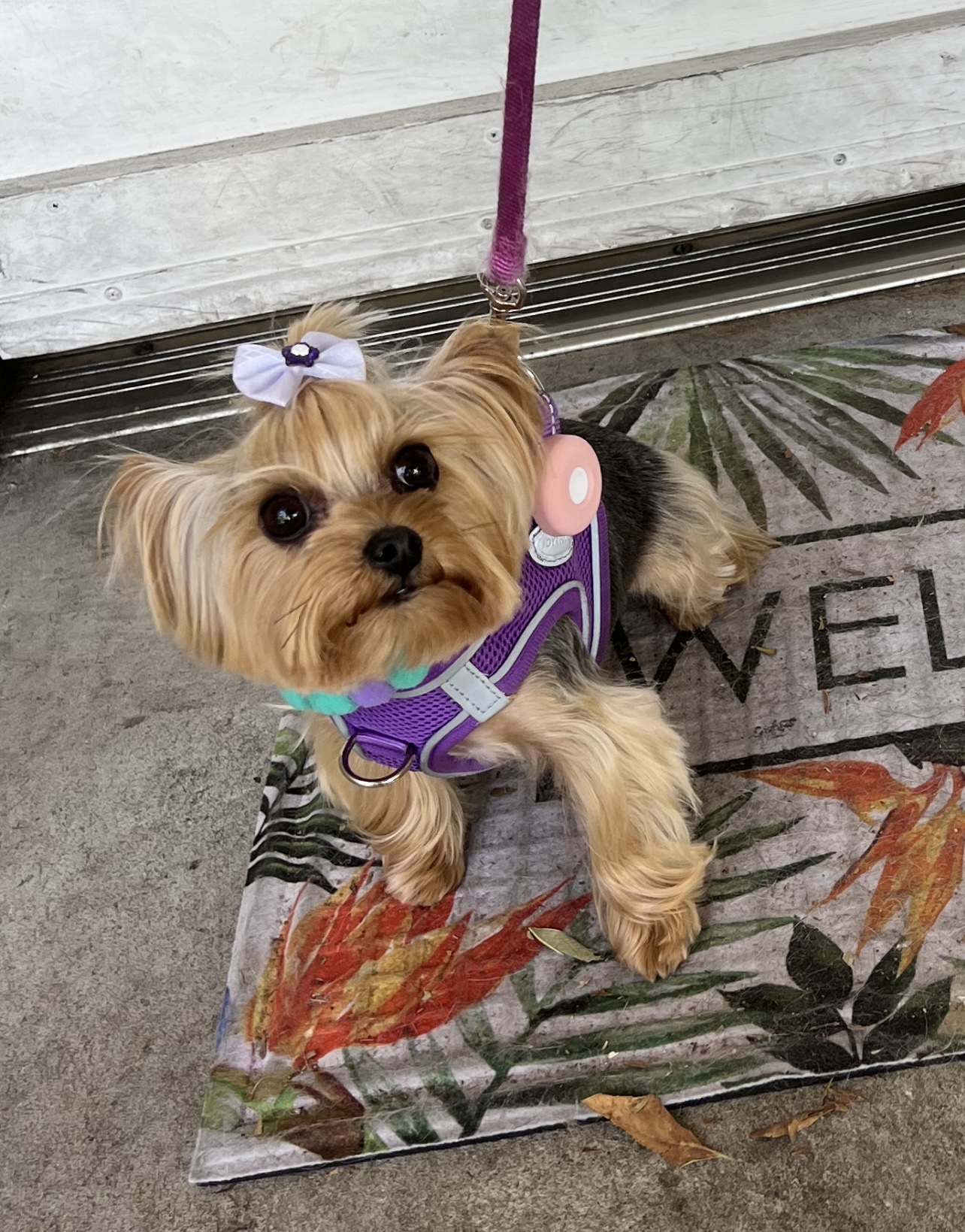 Puff & Fluff Grooming - Litchfield Goodyear