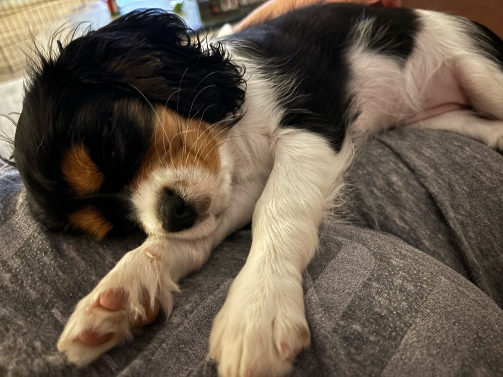 Gentle Hearts Animal Hospital Goodyear