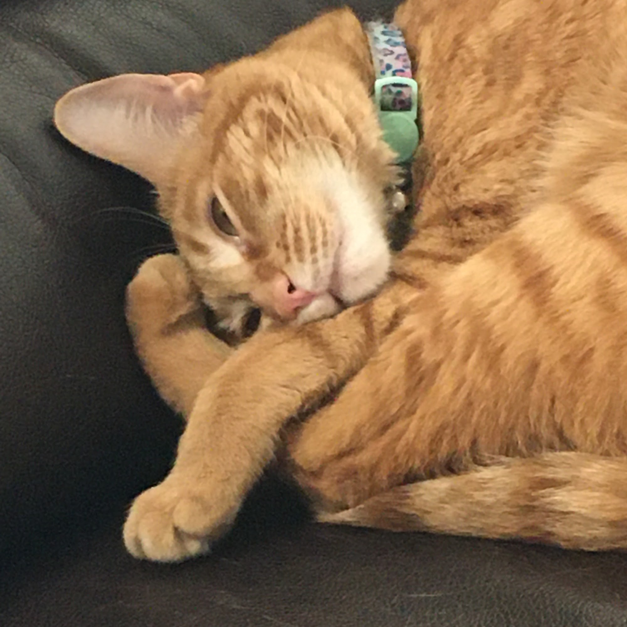 easyvet Veterinarian Goodyear Goodyear