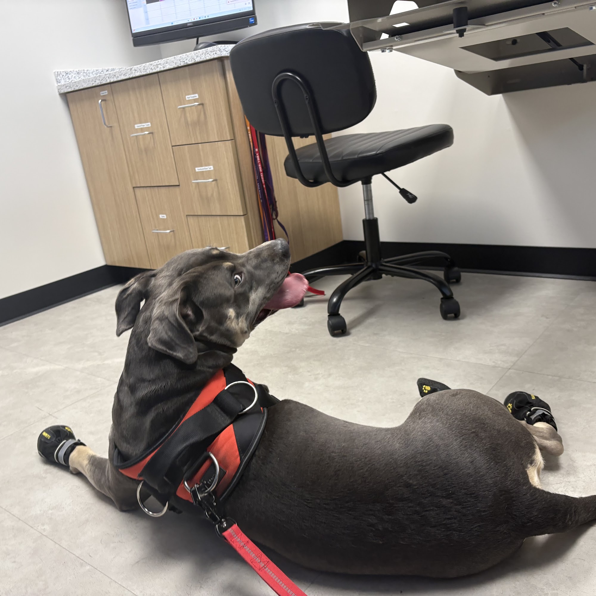 CityVet | Goodyear 1650 N Dysart Rd Suite 5, Goodyear Arizona 85395