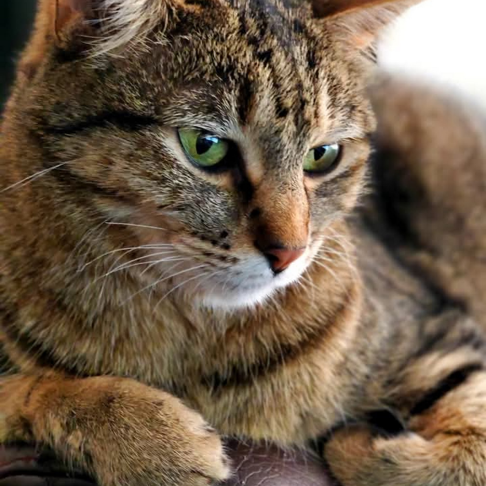 CityVet | Goodyear Goodyear