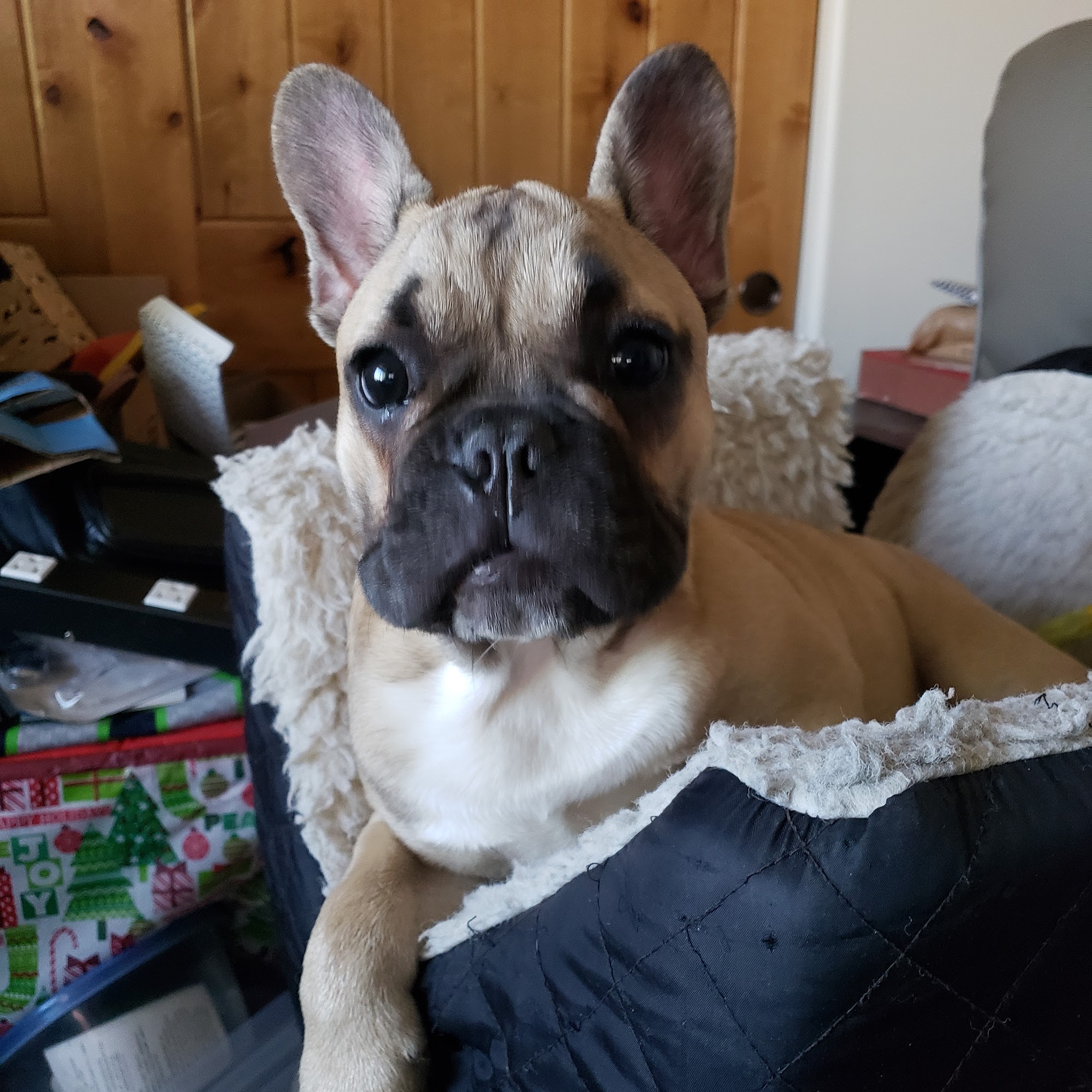 Duval Animal Hospital Green Valley