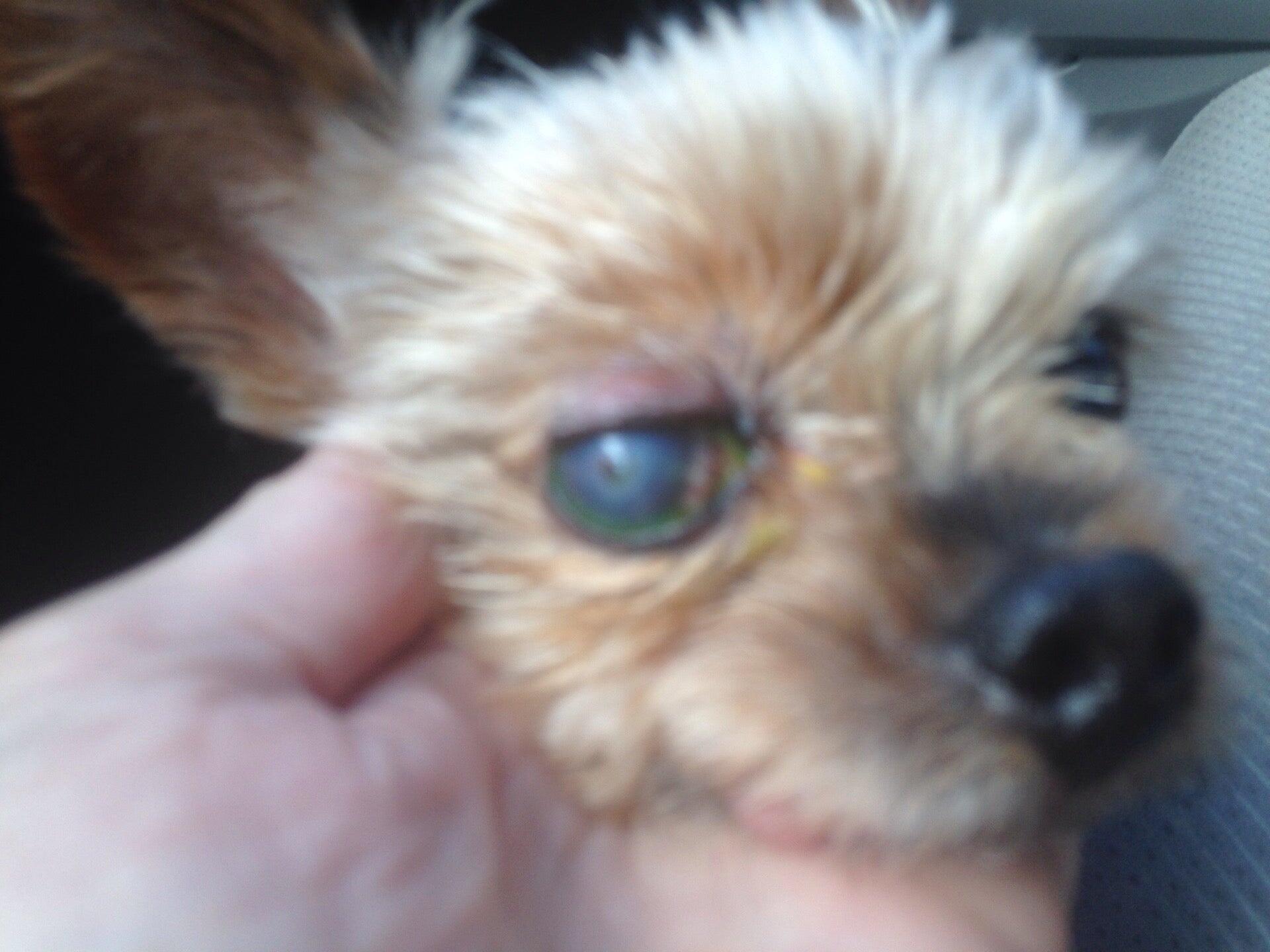 Valley Verde Veterinarians Green Valley