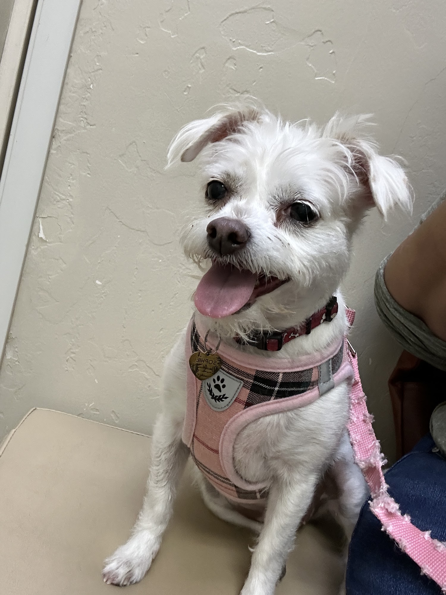 Animal Care Center of Green Valley Green Valley