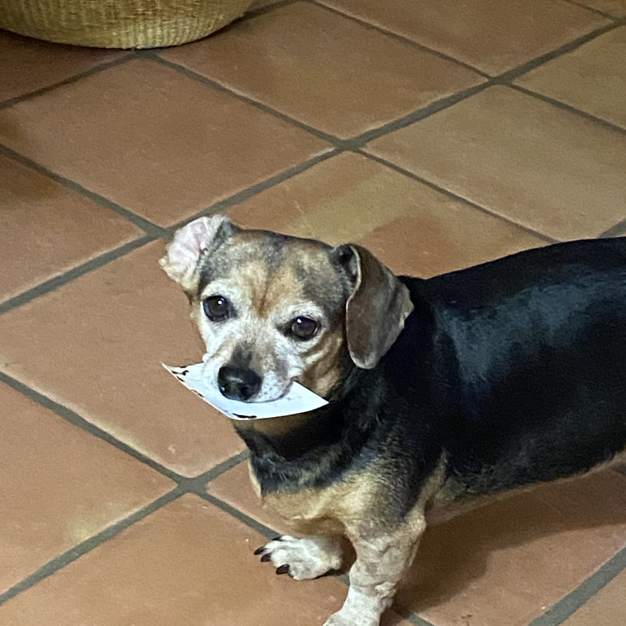 Animal Care Center of Green Valley Green Valley