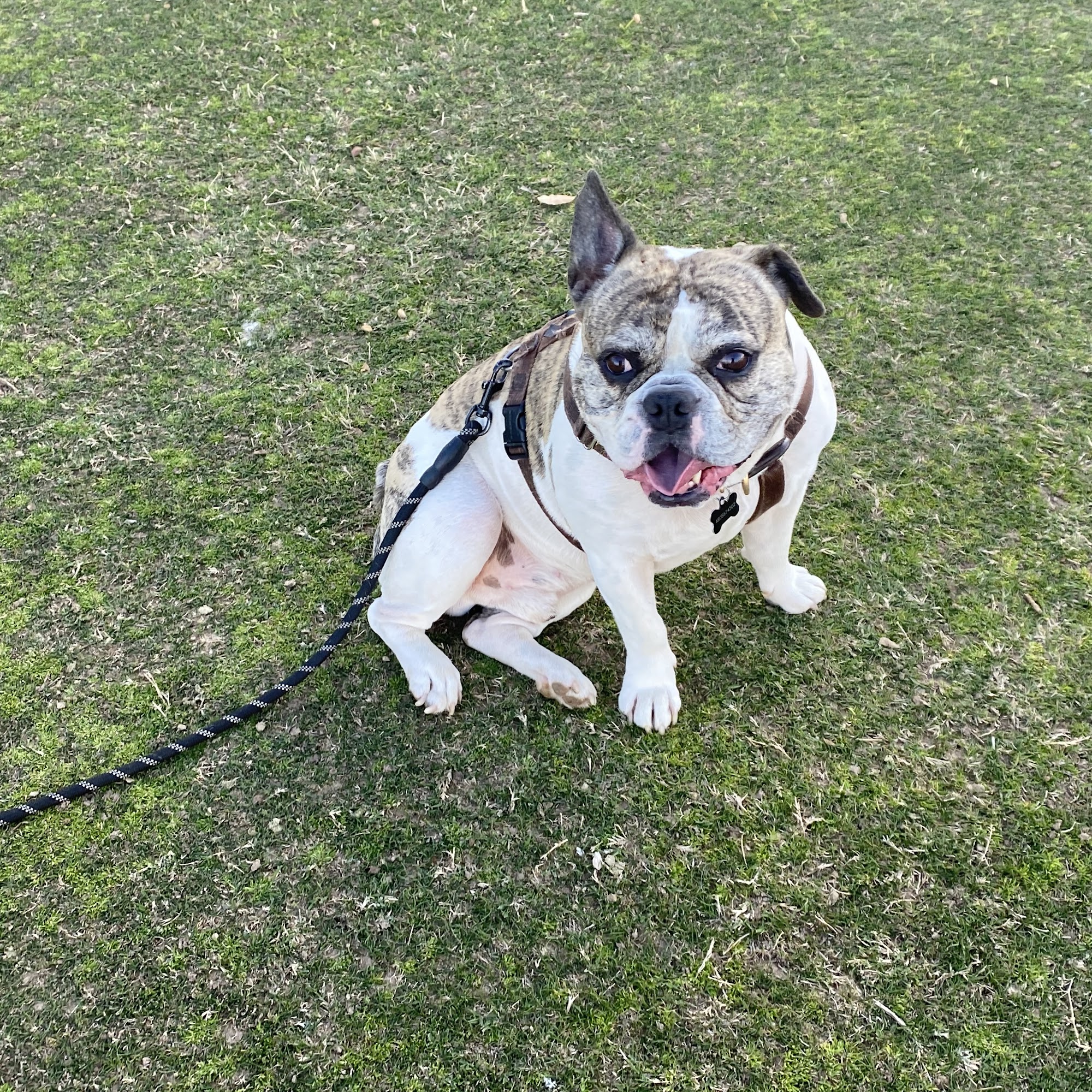 Overgaard Animal Clinic Heber-Overgaard