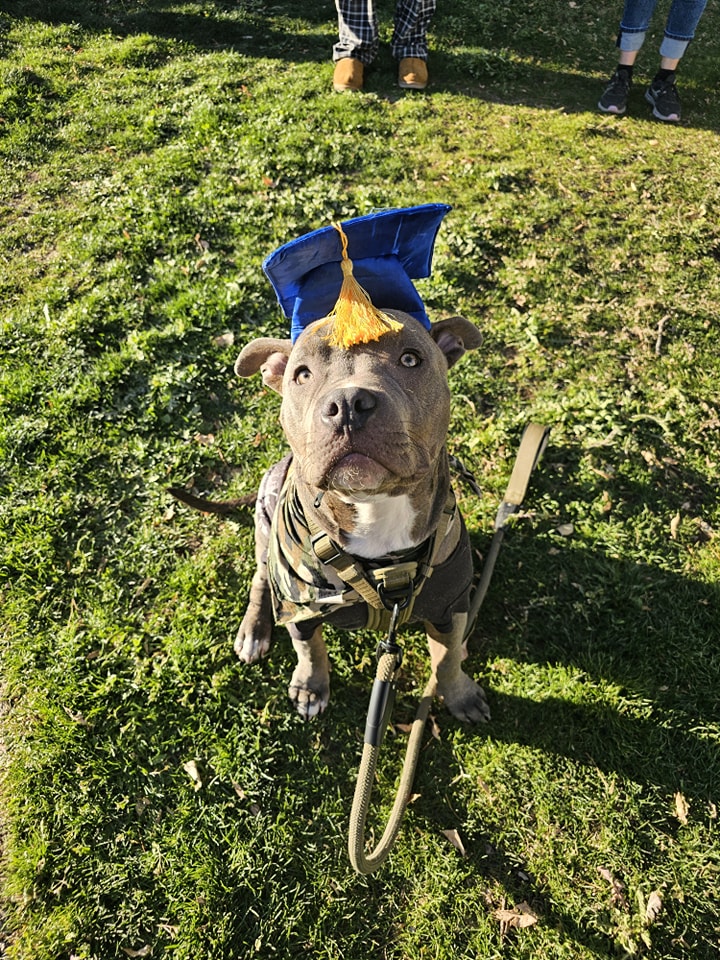 Miss Blu's Perfect Pooch Hereford