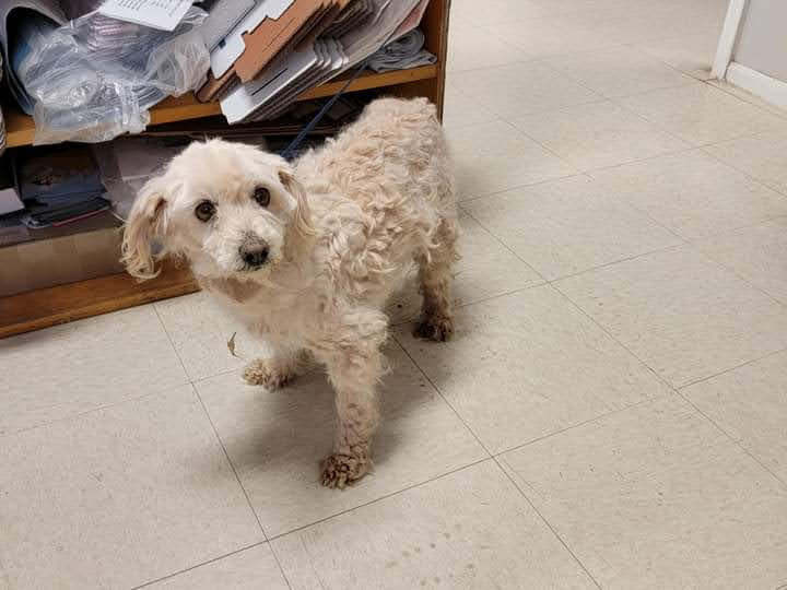 Holbrook Veterinary Clinic Holbrook