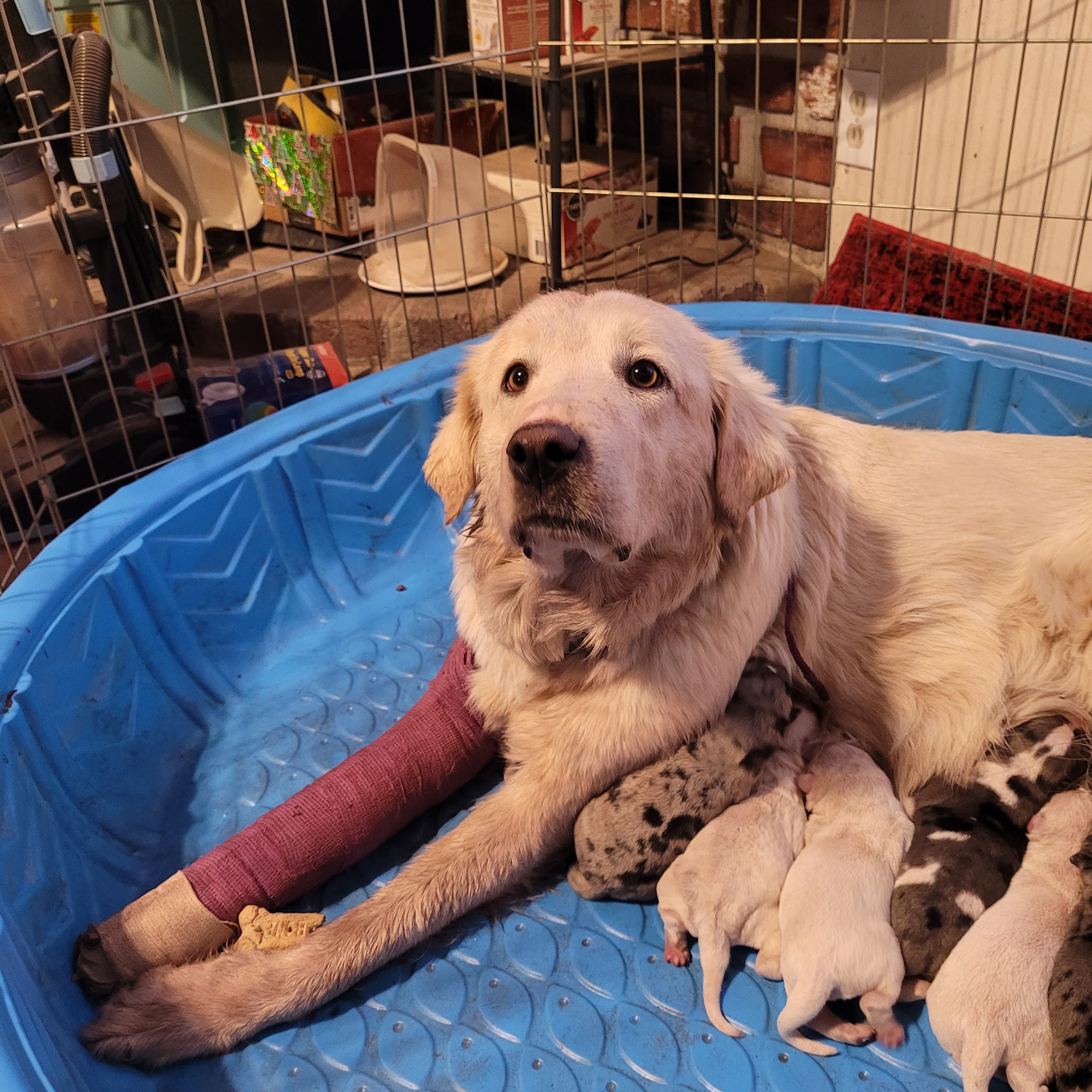 Holbrook Veterinary Clinic Holbrook