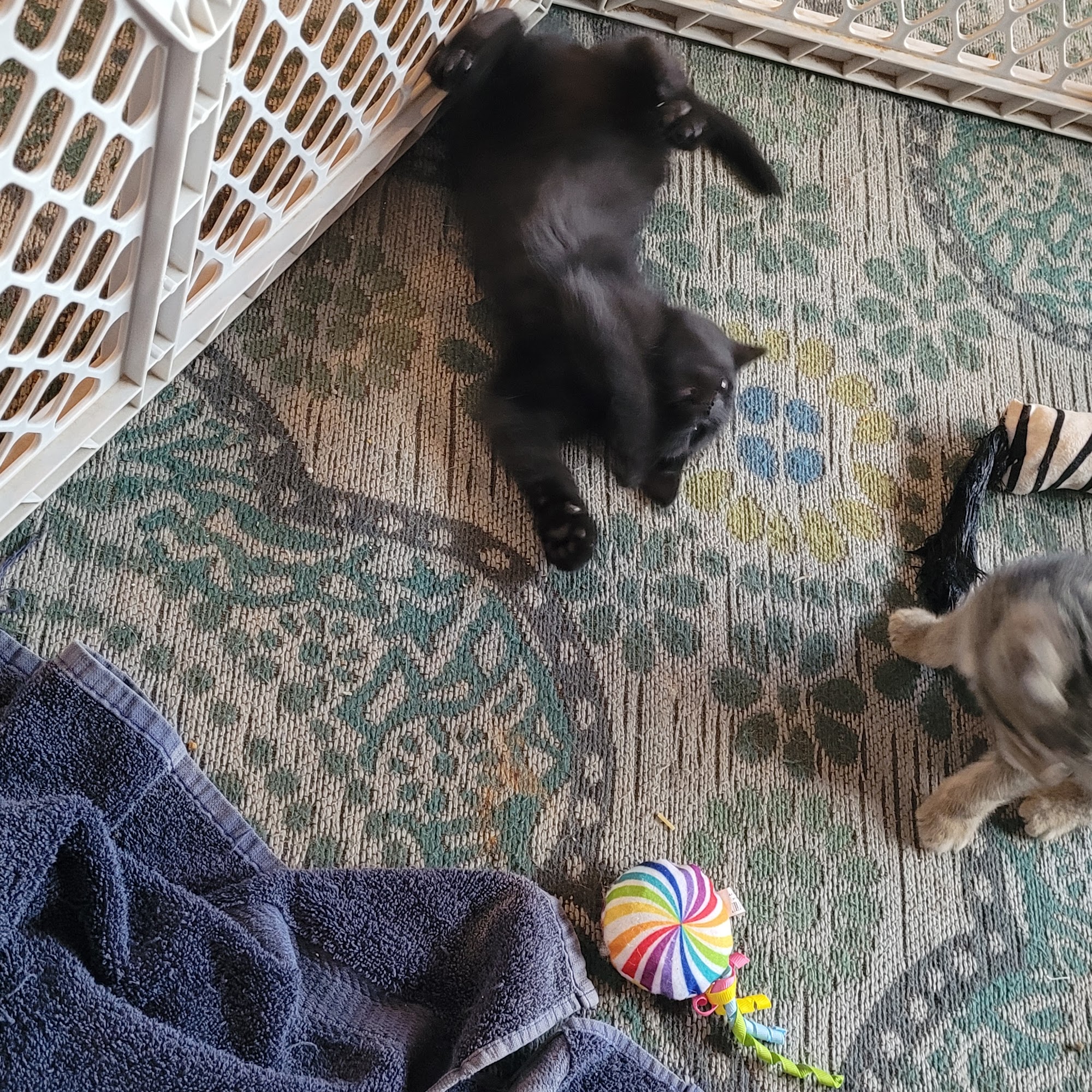 Jerome Humane Society Jerome