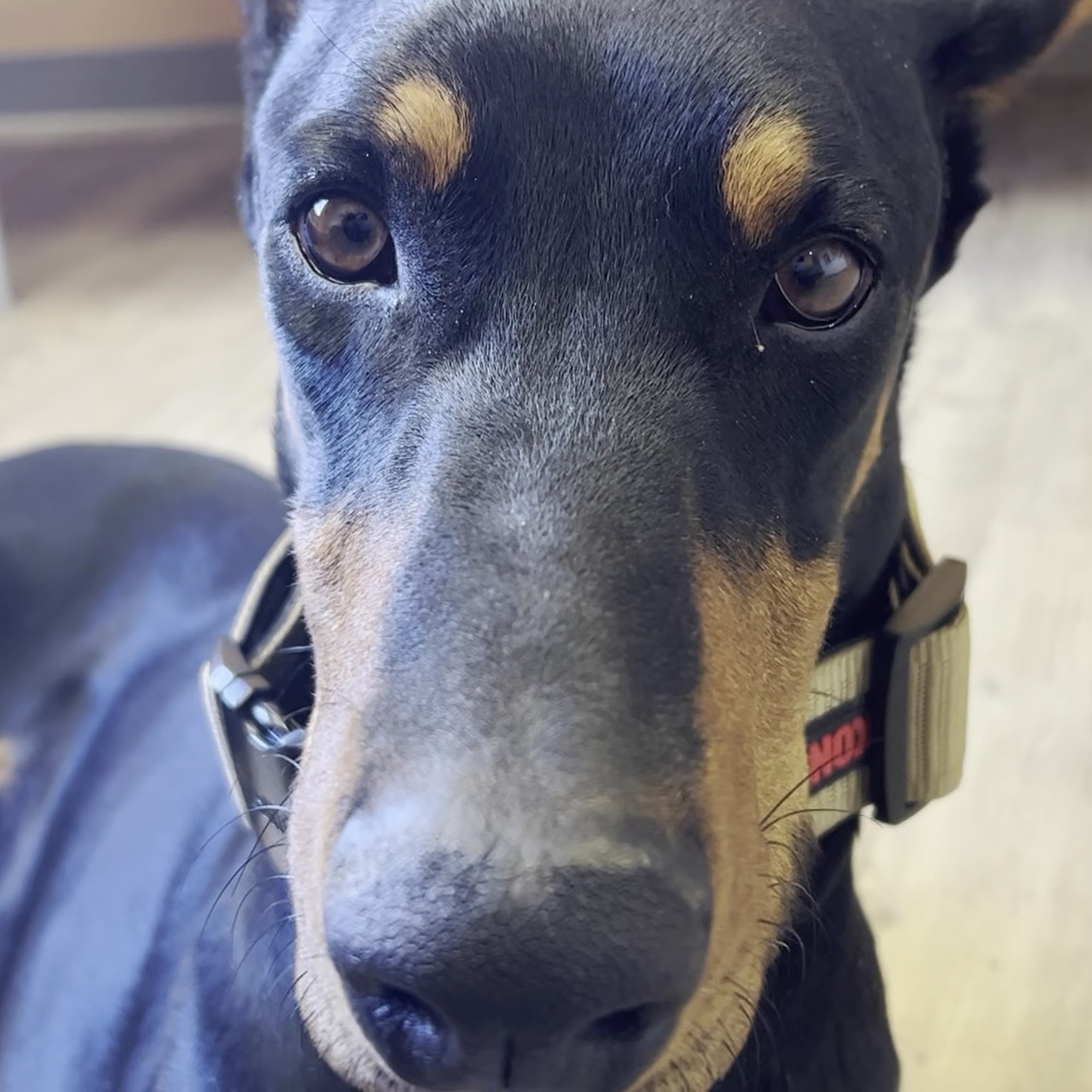 Humane Society of Mohave County - Animal Medical Center Kingman