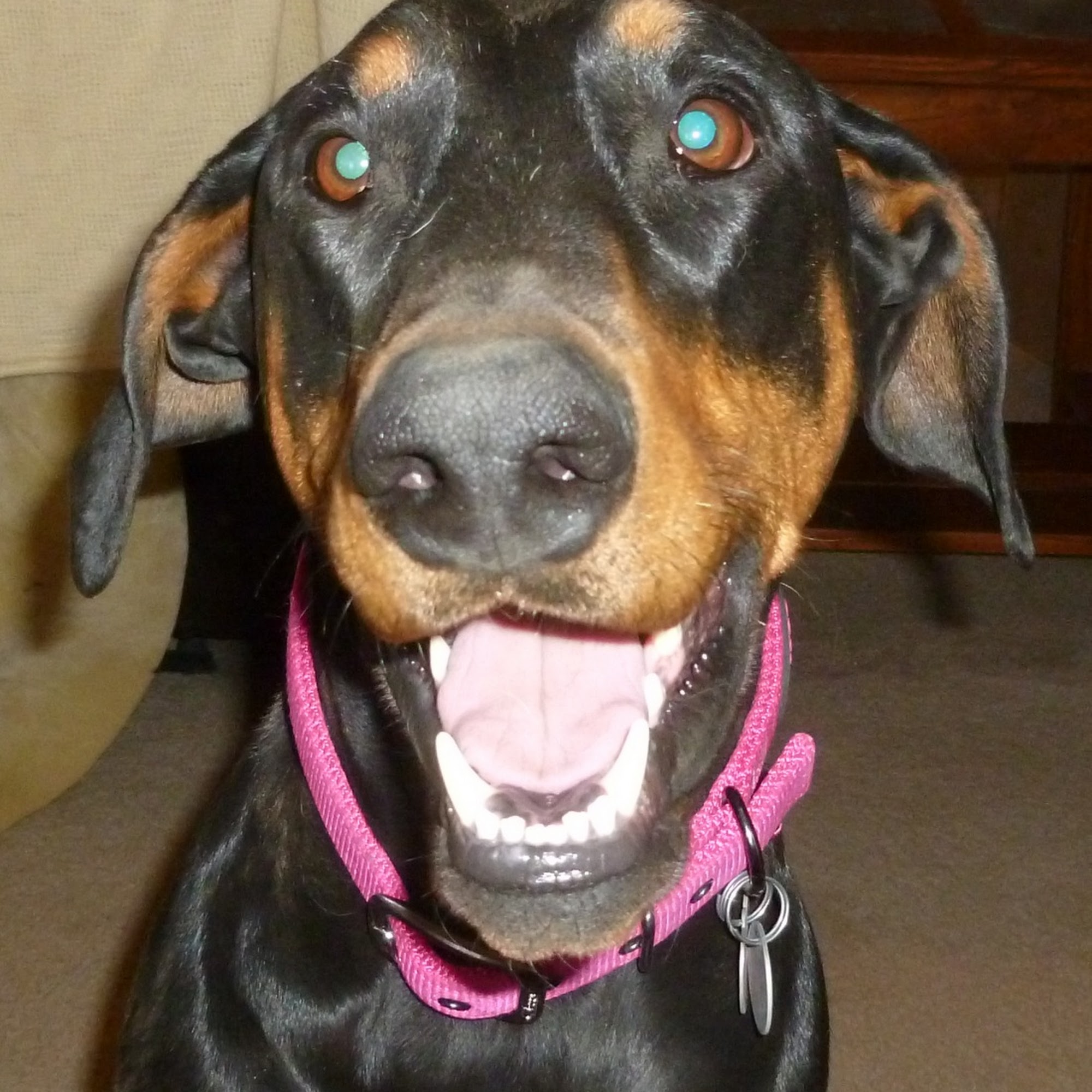 Manzanita Animal Hospital Kingman