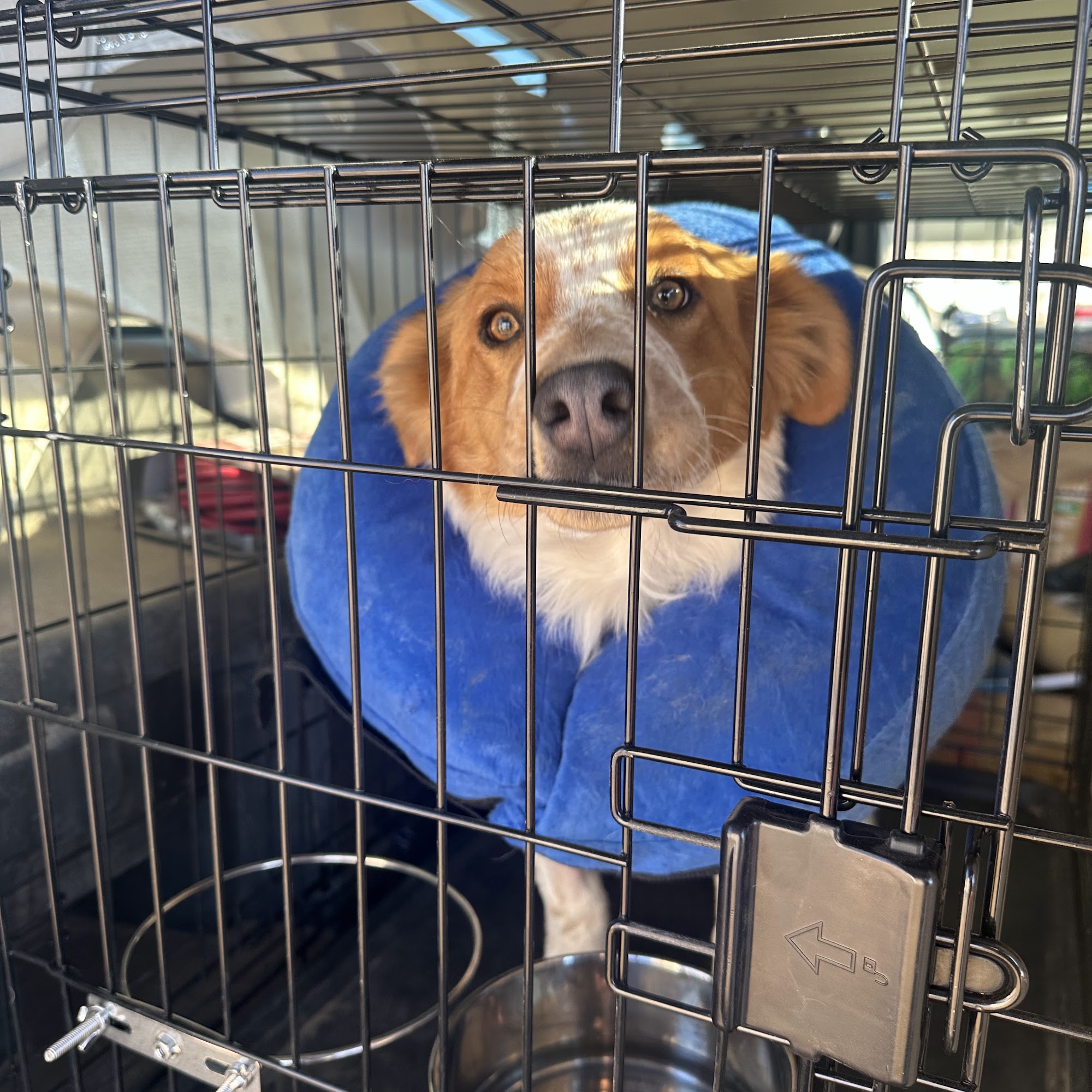 Cerbat Cliffs Animal Hospital Kingman