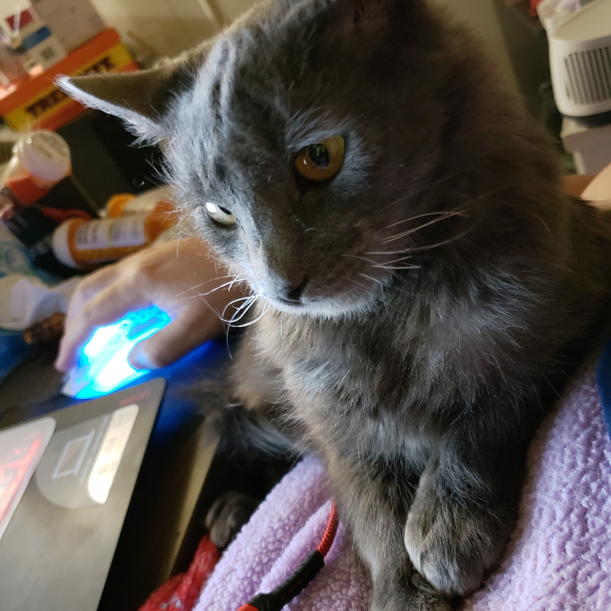 Kingman Animal Hospital Kingman