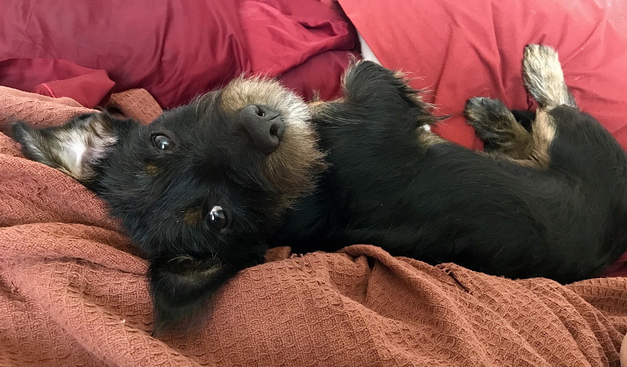 Kingman Animal Hospital Kingman