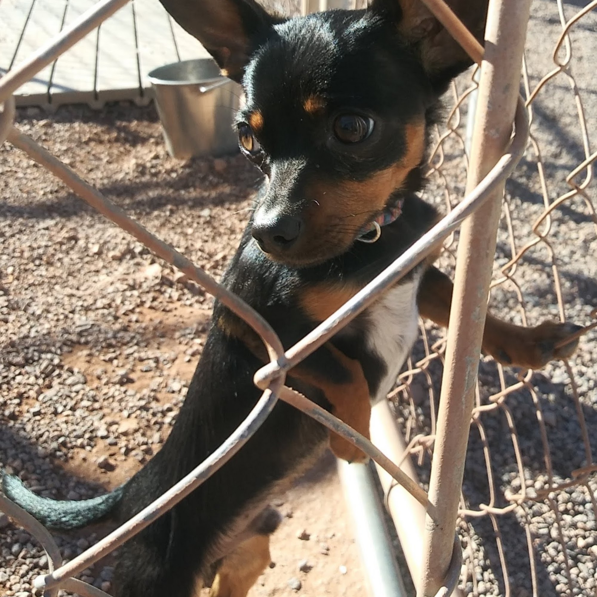 Mutt Matchers & Friends Kingman