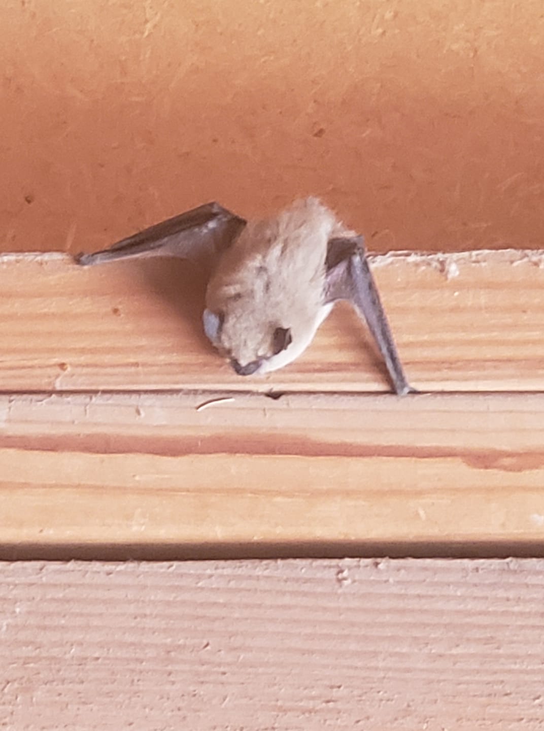 Assassin Pest Control