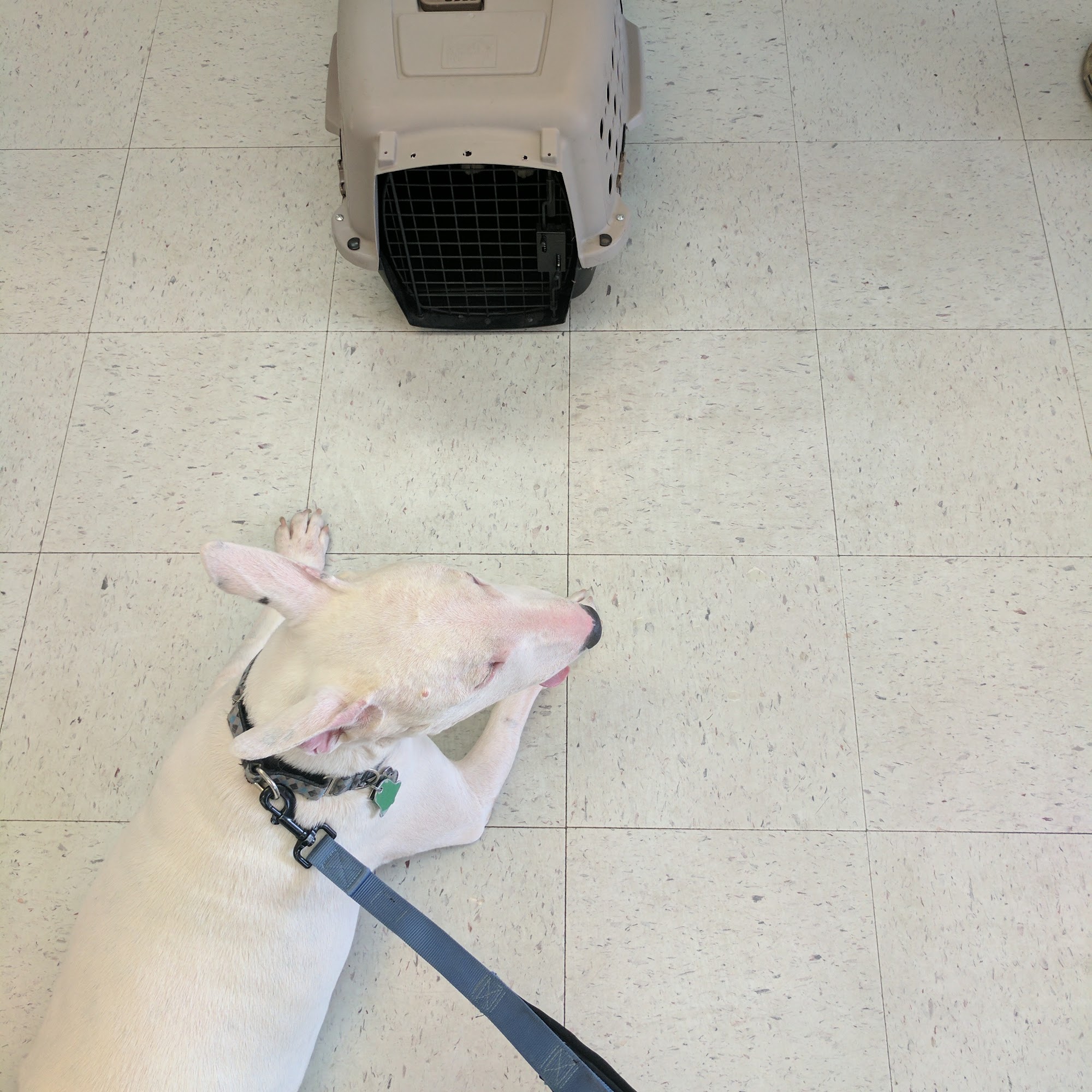 McGuire Veterinary Services Lake Havasu City