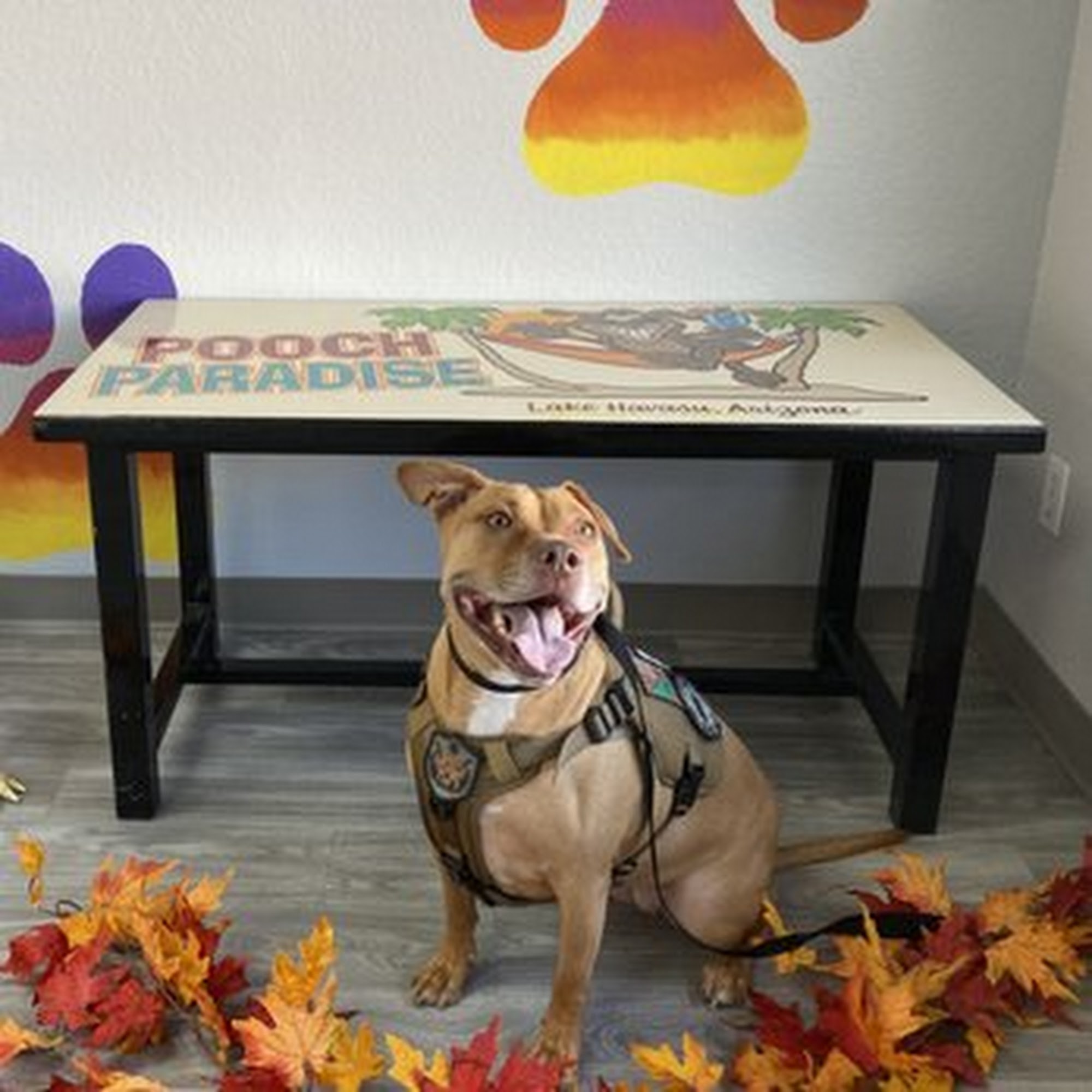 Pooch Paradise, LLC Lake Havasu City
