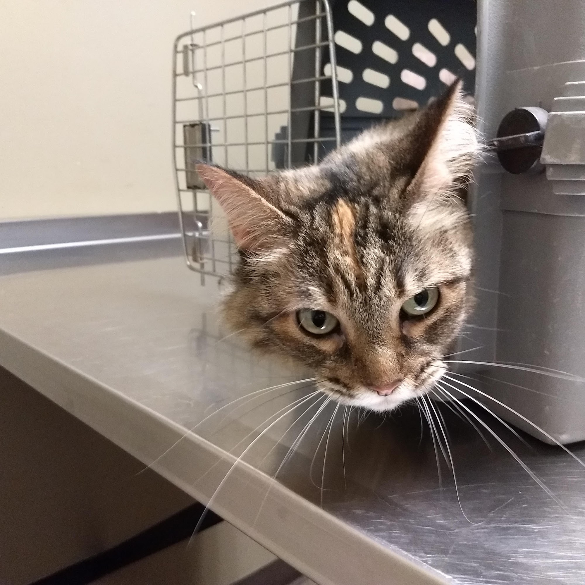 Animal Hospital of Laveen Laveen Village