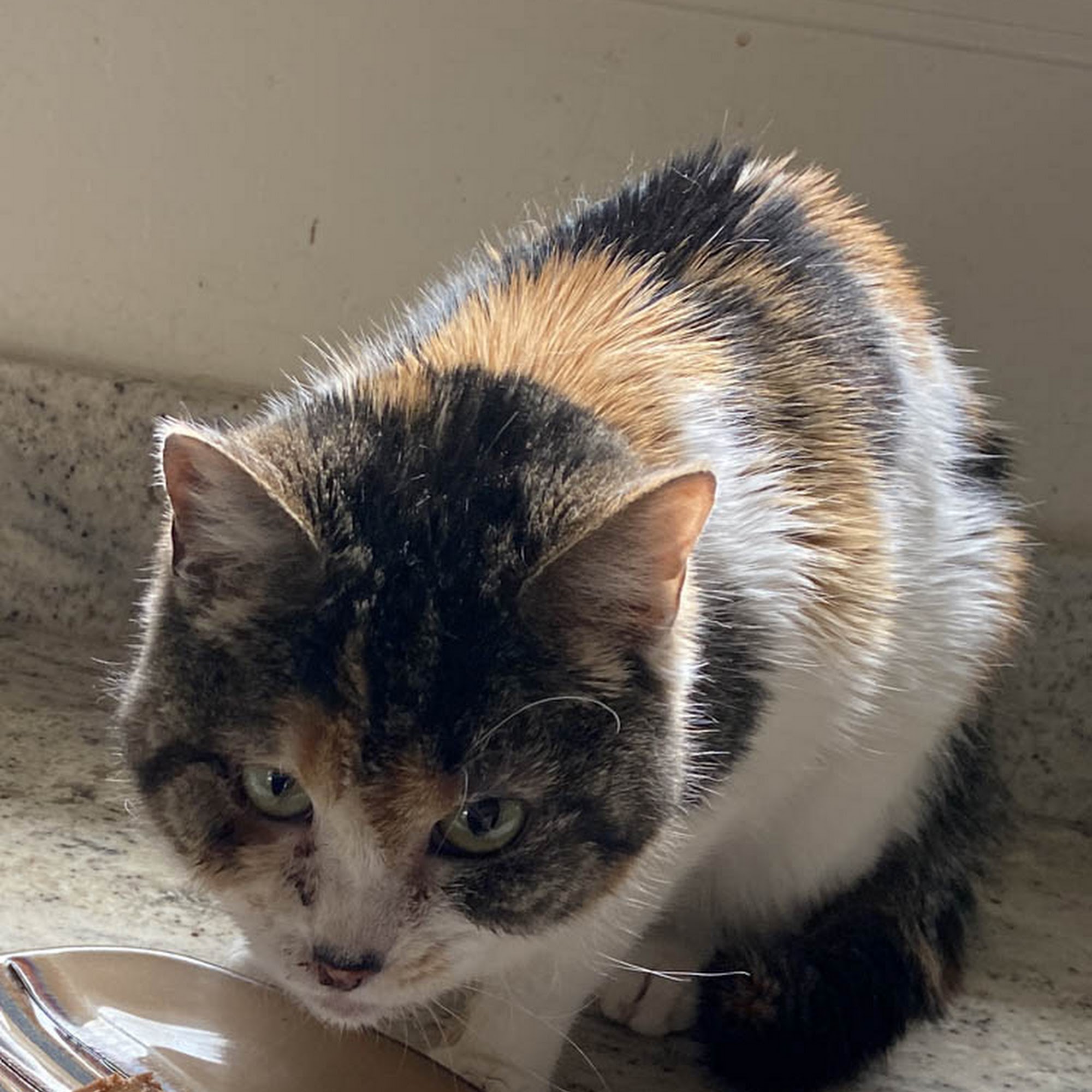 The Complete Pet Animal Hospital Litchfield Park