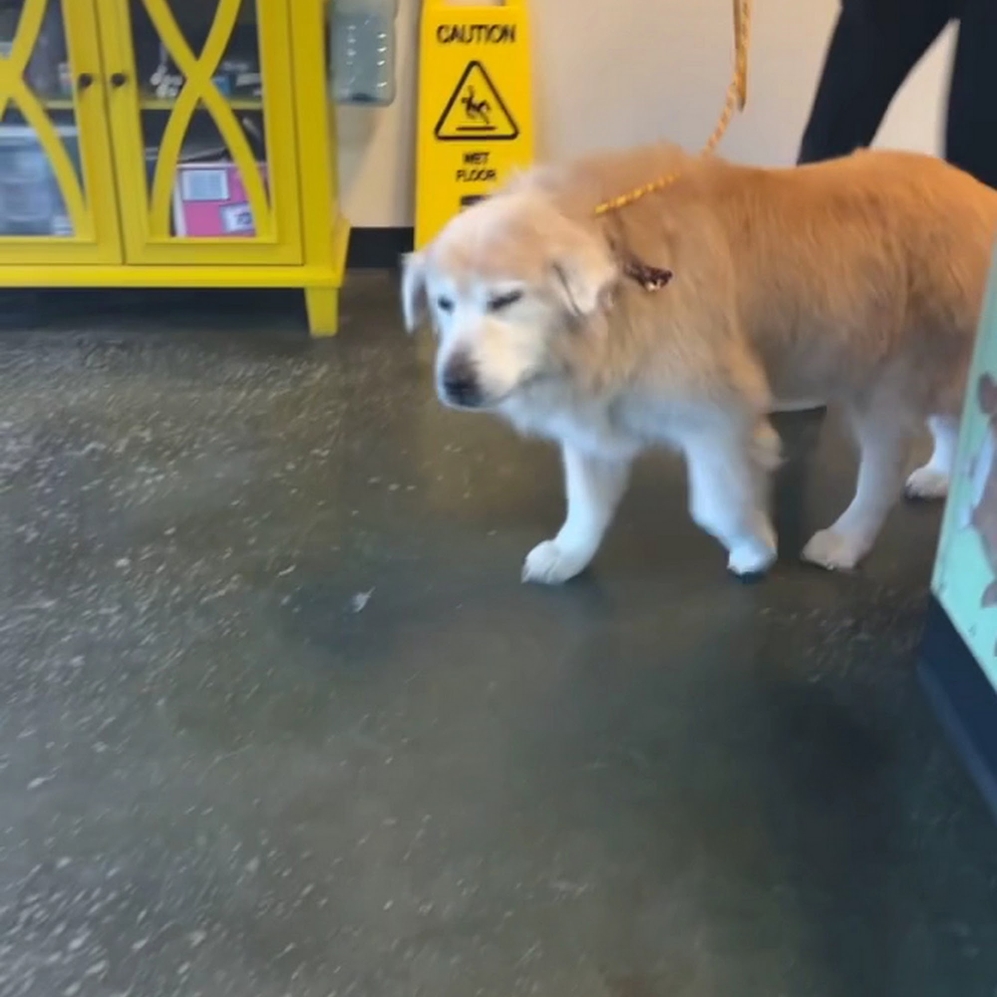 Bia's Pet Stop Litchfield Park