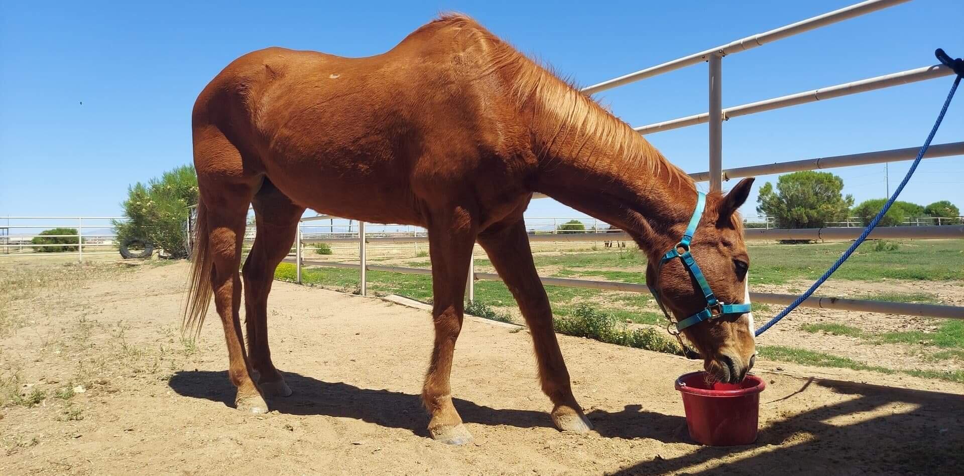 Tactical Pet Services & Equine Litchfield Park