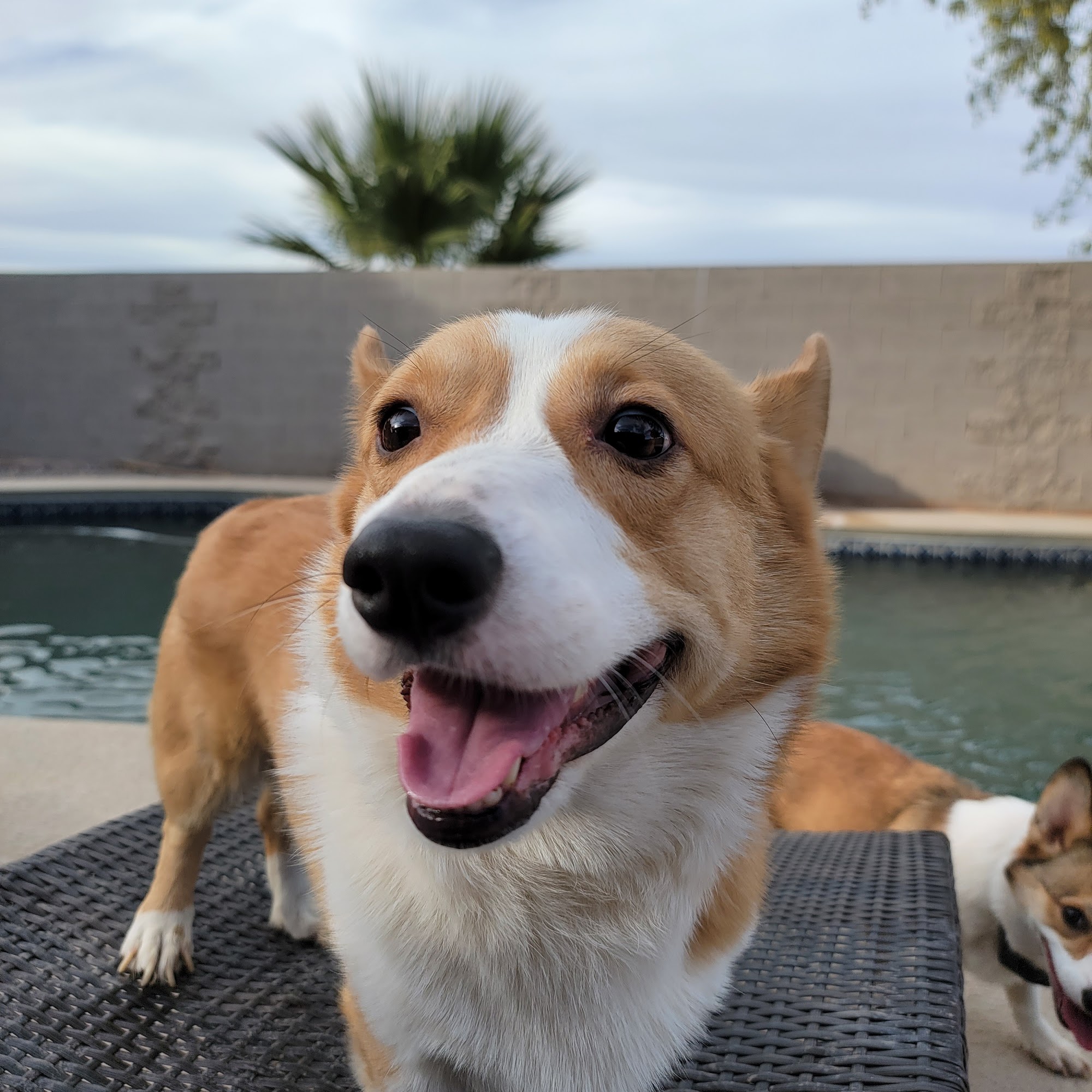 Maricopa Animal Hospital Maricopa