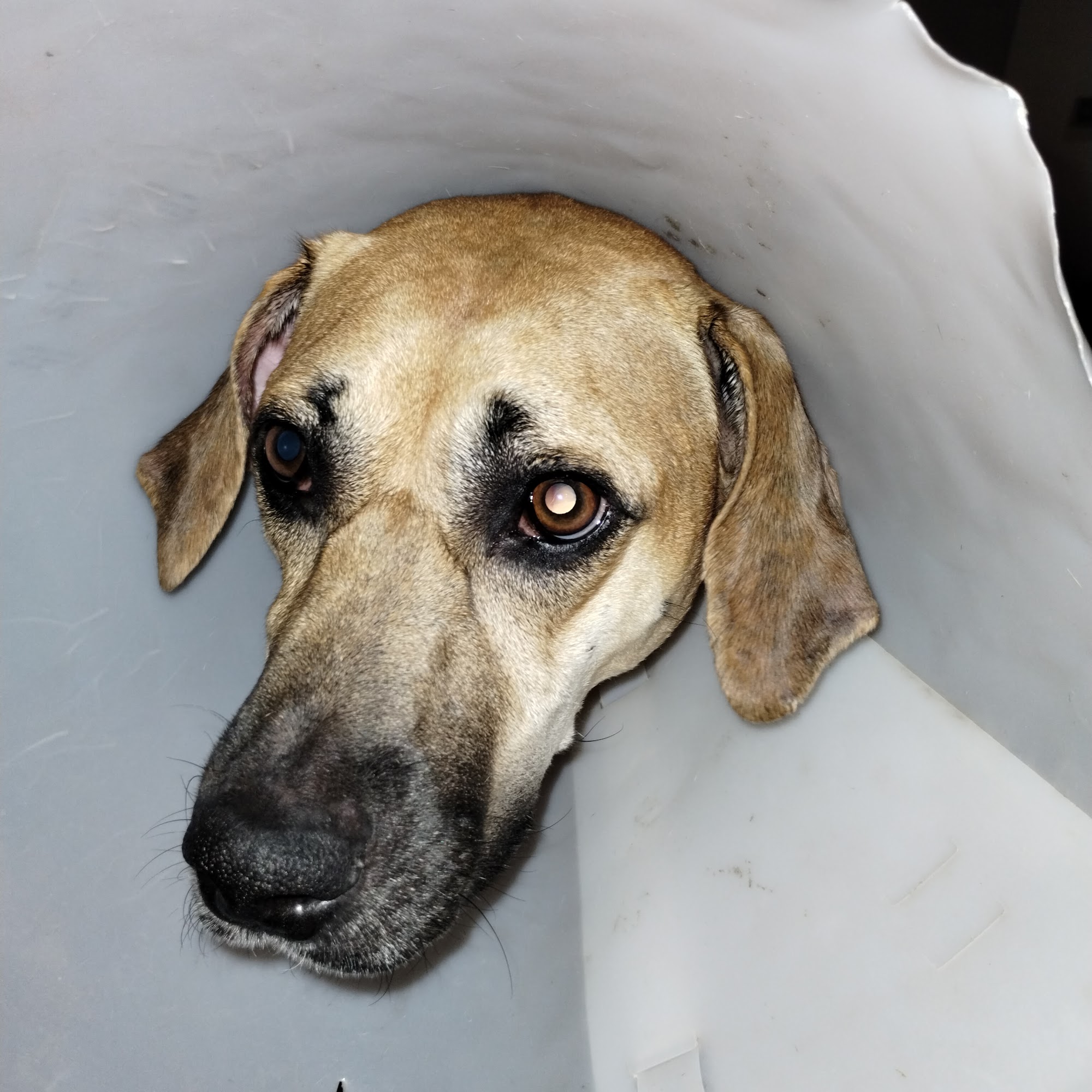 Maricopa Wells Veterinary Hospital Maricopa