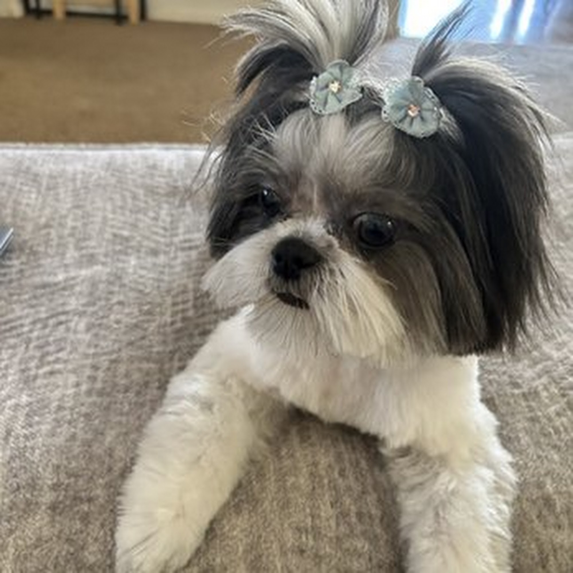 Puppy Love Pet Stylist Maricopa