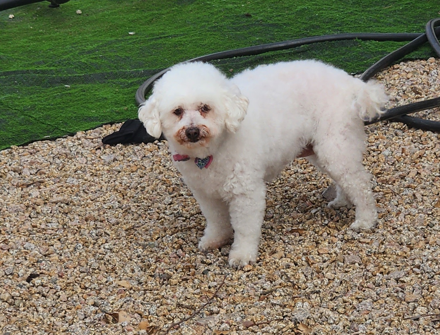 Puppy Love Pet Stylist Maricopa