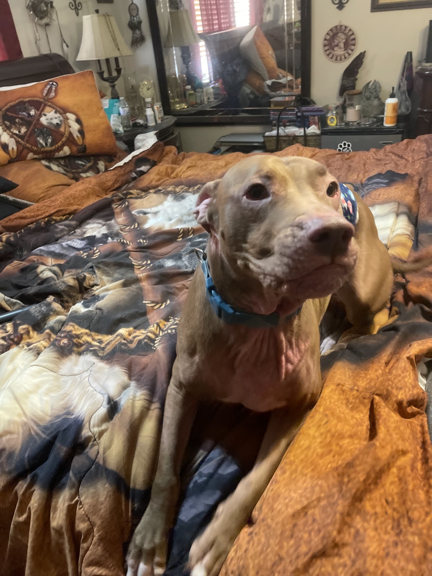 Pawsitively Loved Luxury Services (PLLS) Maricopa