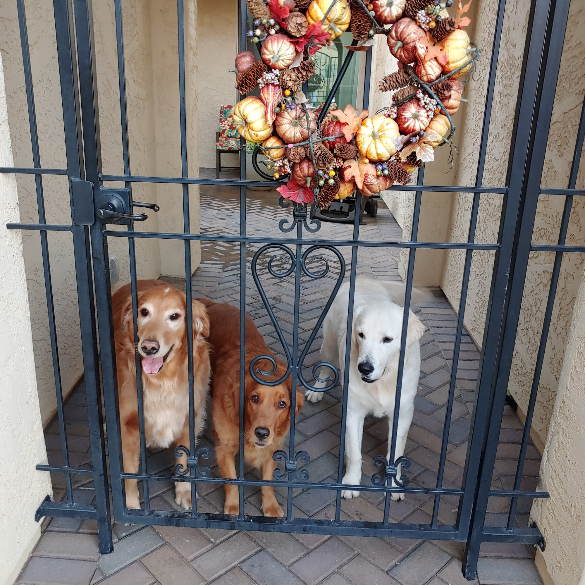 Homestead Animal Clinic Mesa