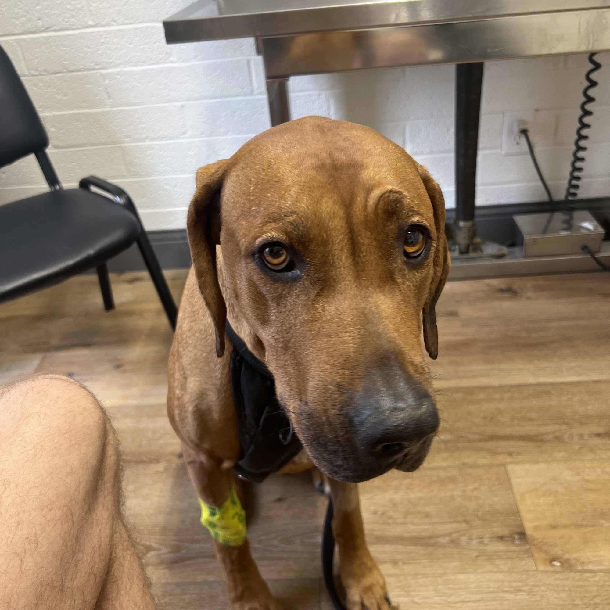 Neighborhood Veterinary Clinic Mesa