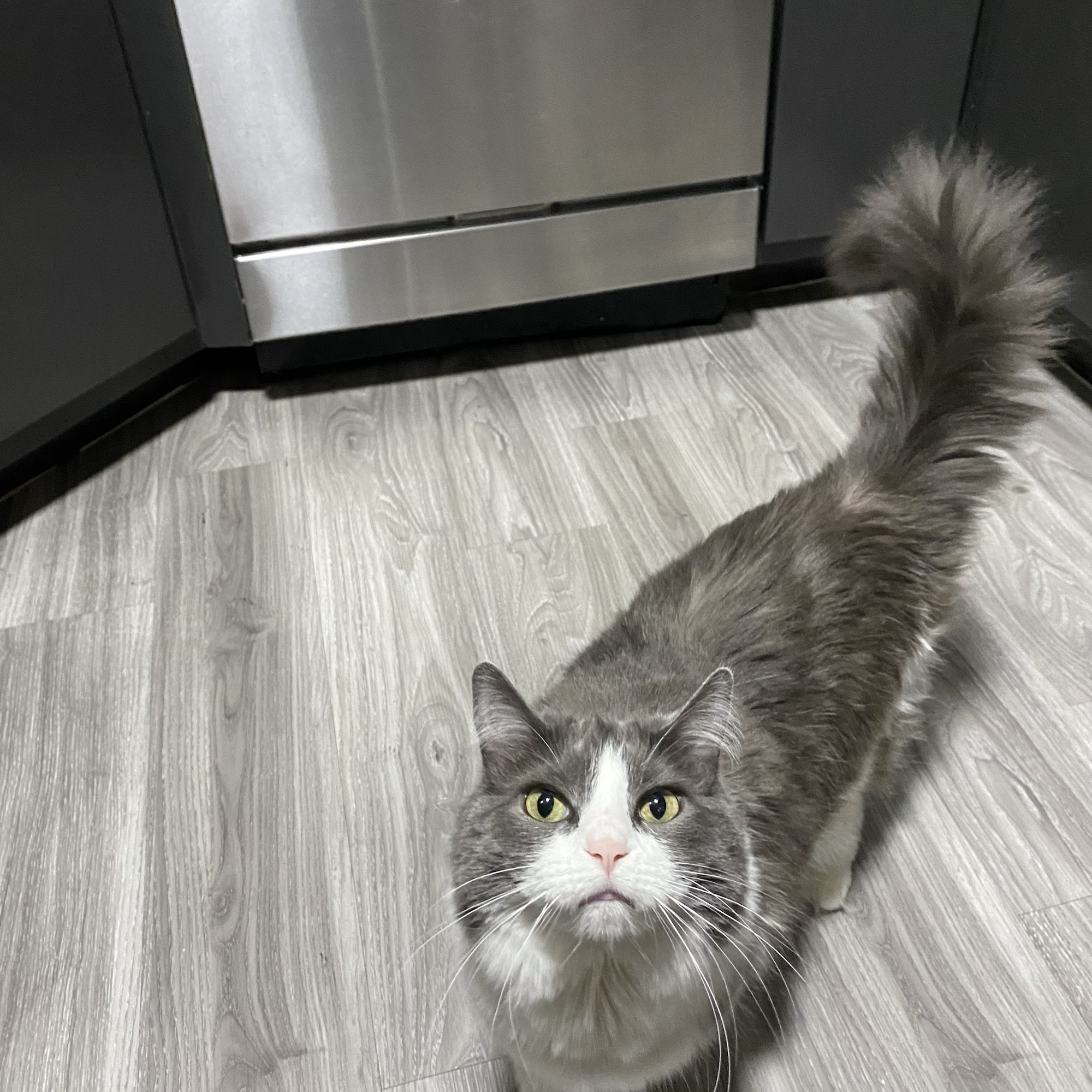 Dobson Ranch Animal Hospital & Grooming Mesa