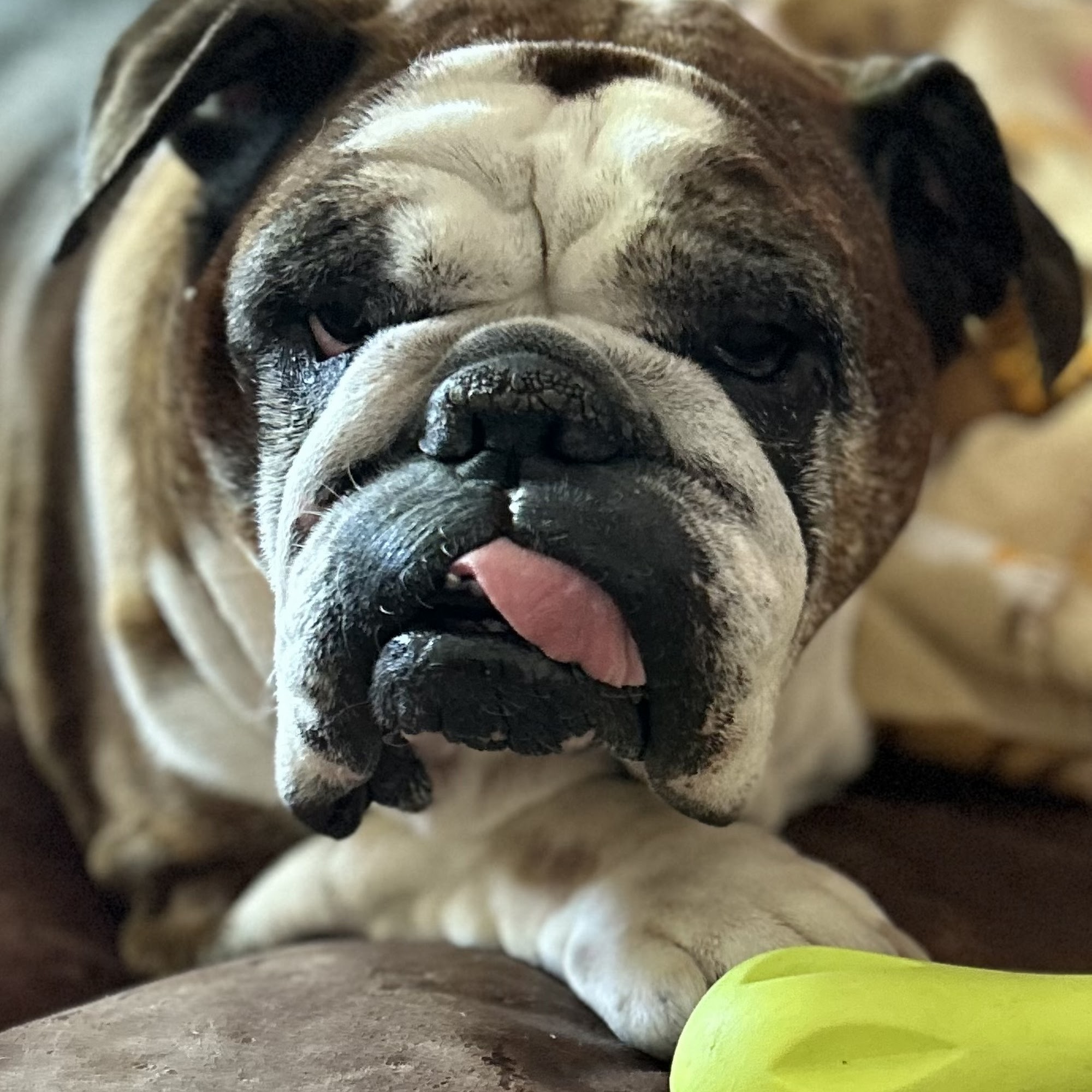 Power Road Animal Hospital Mesa