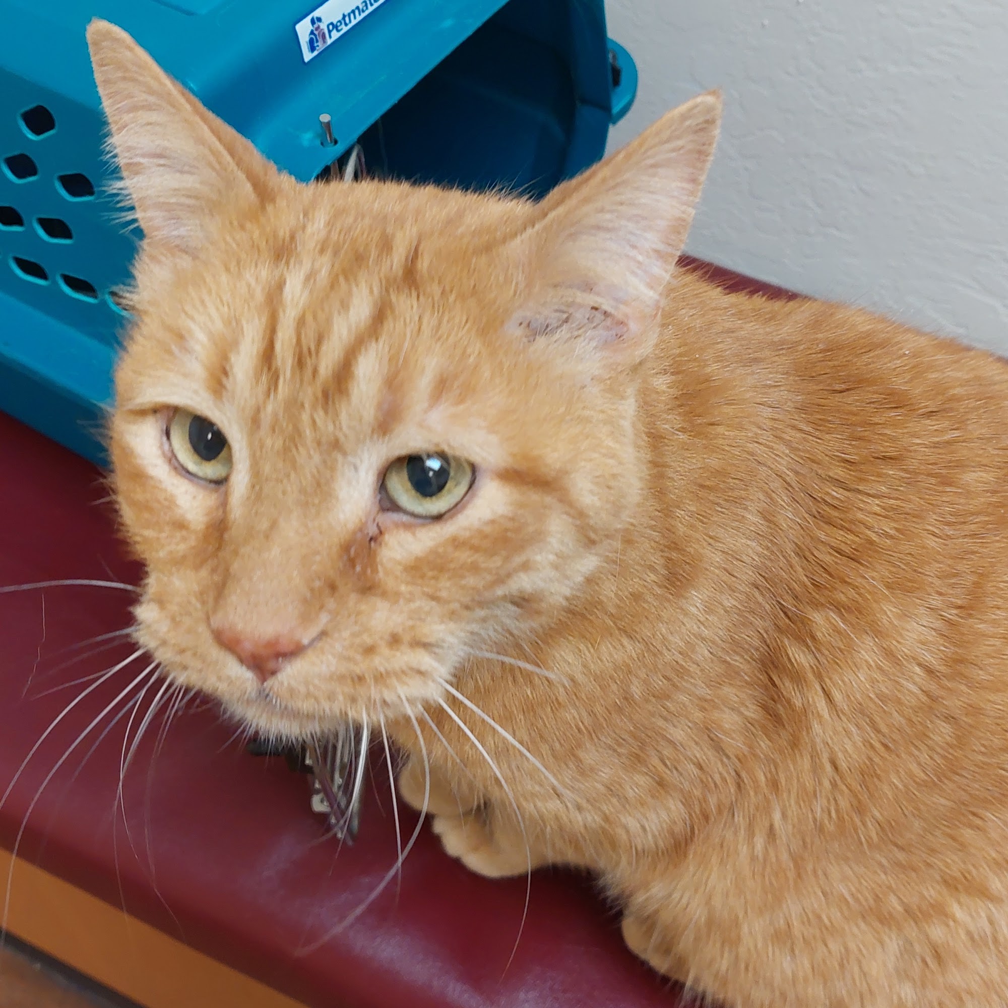 Alta Mesa Animal Hospital Mesa