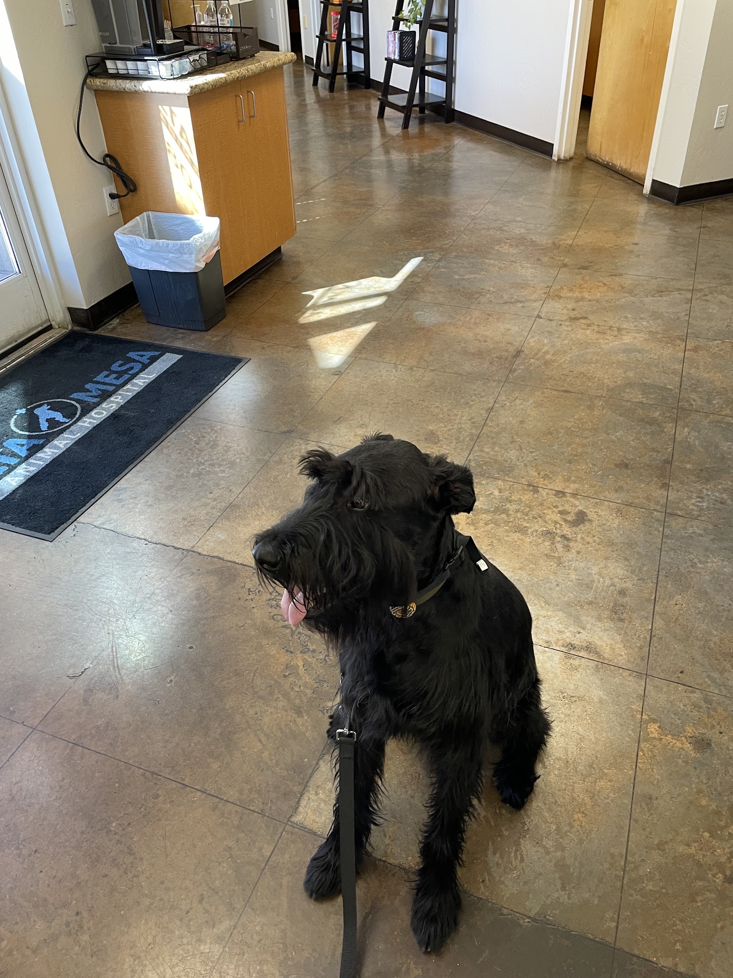 Alta Mesa Animal Hospital Mesa